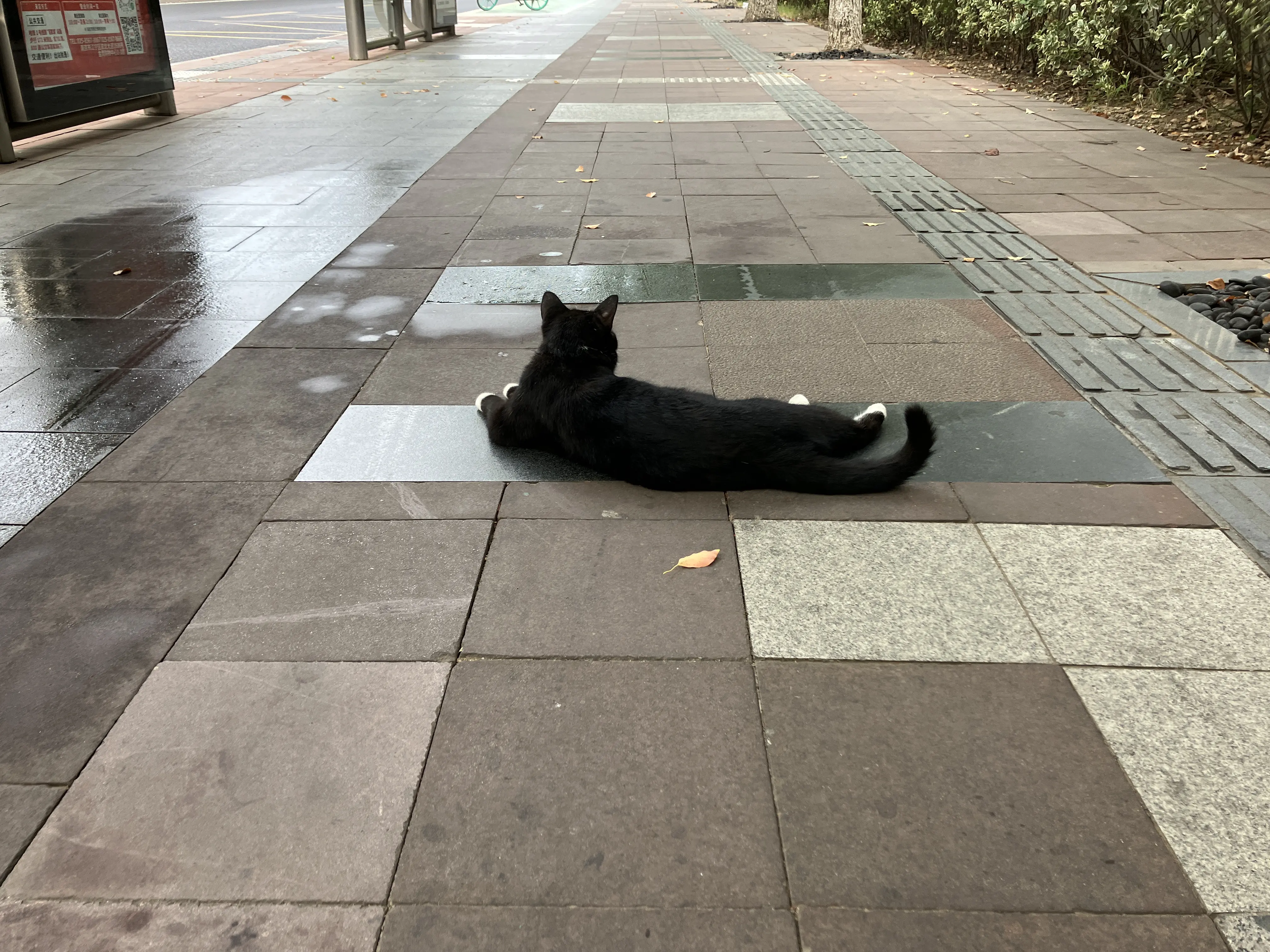 An image to describe post