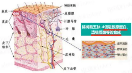 An image to describe post 三年来，我逢人就推的国货精华，30天内不满意不要钱！