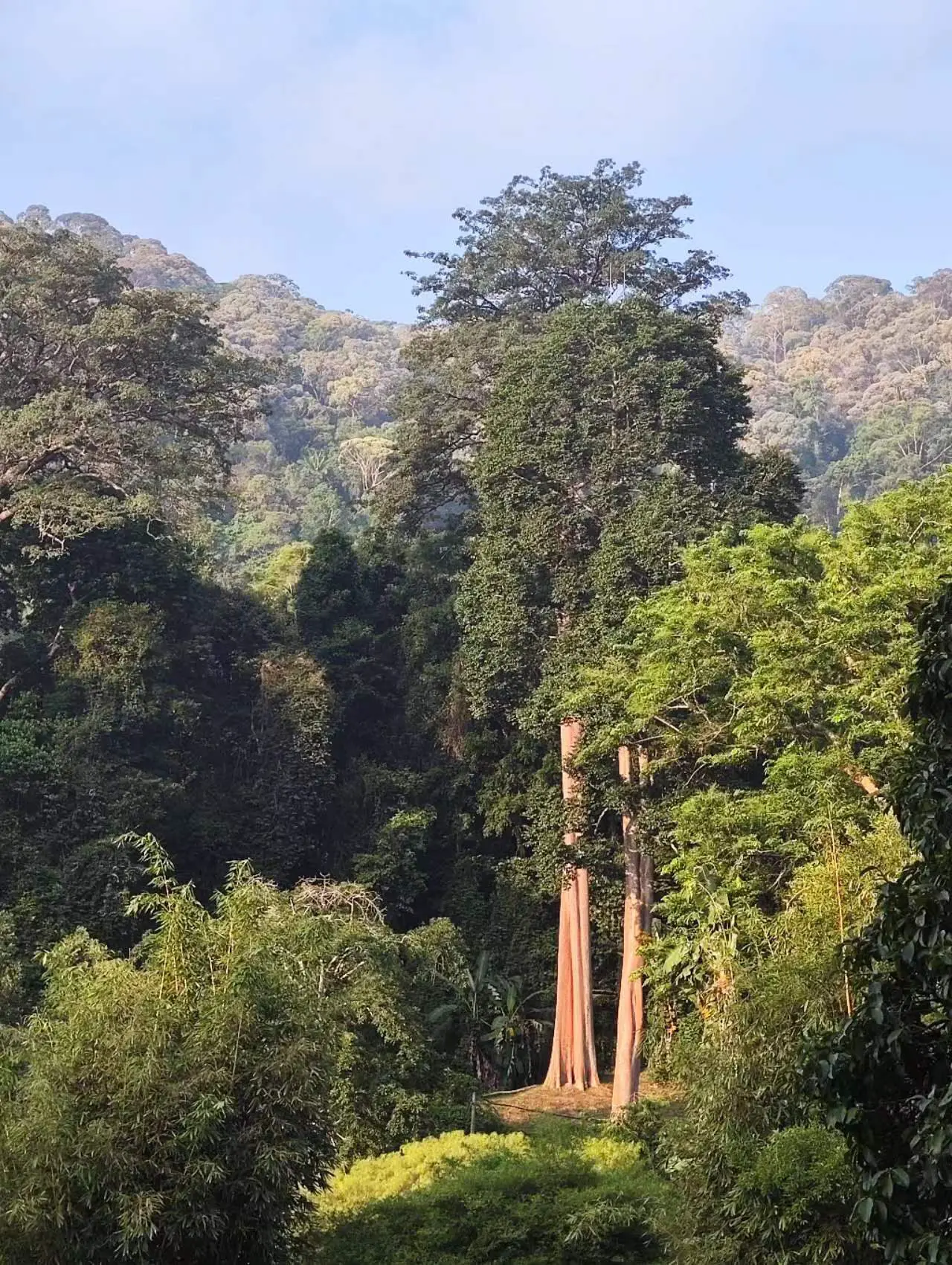 An image to describe post