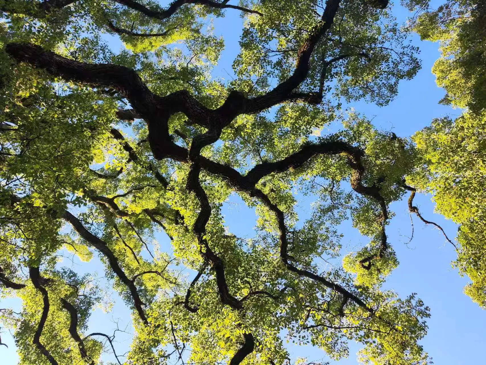 An image to describe post