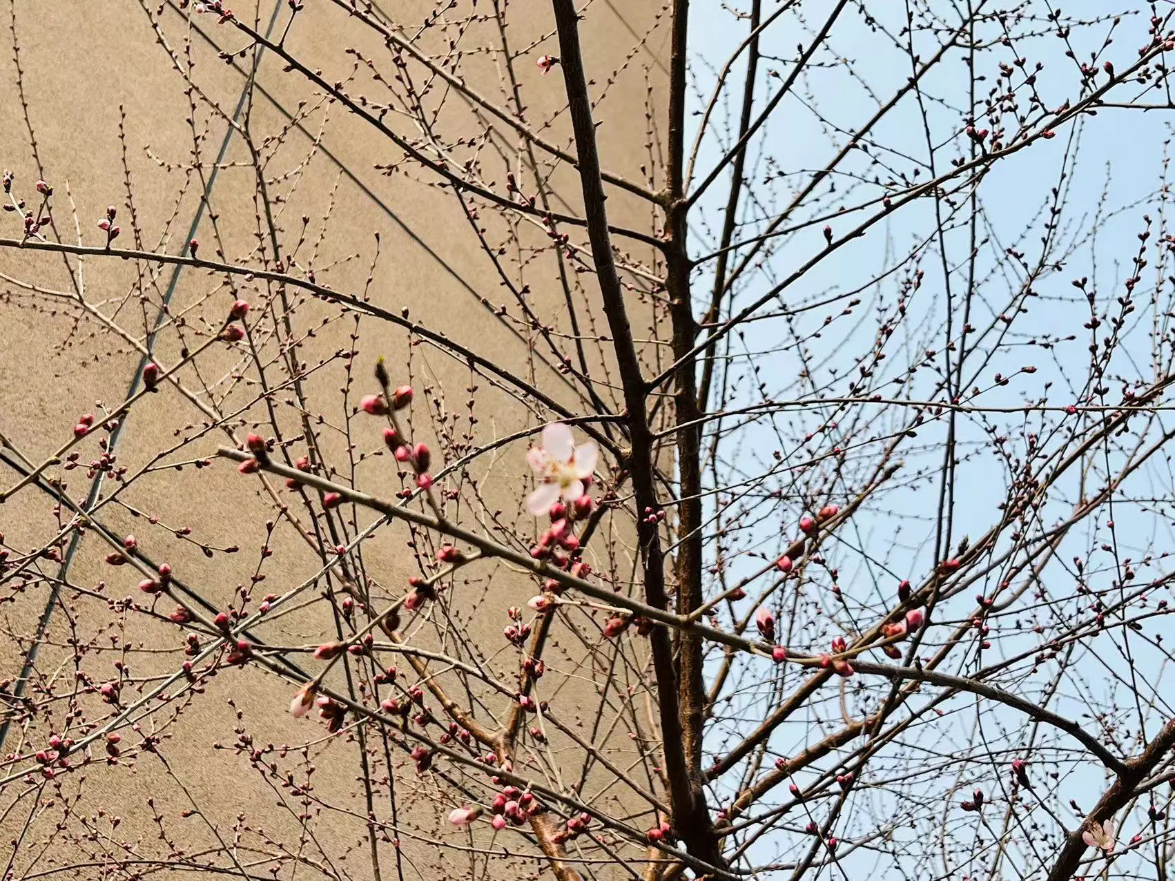 Semi-paranoid #22 近期一些小小总结