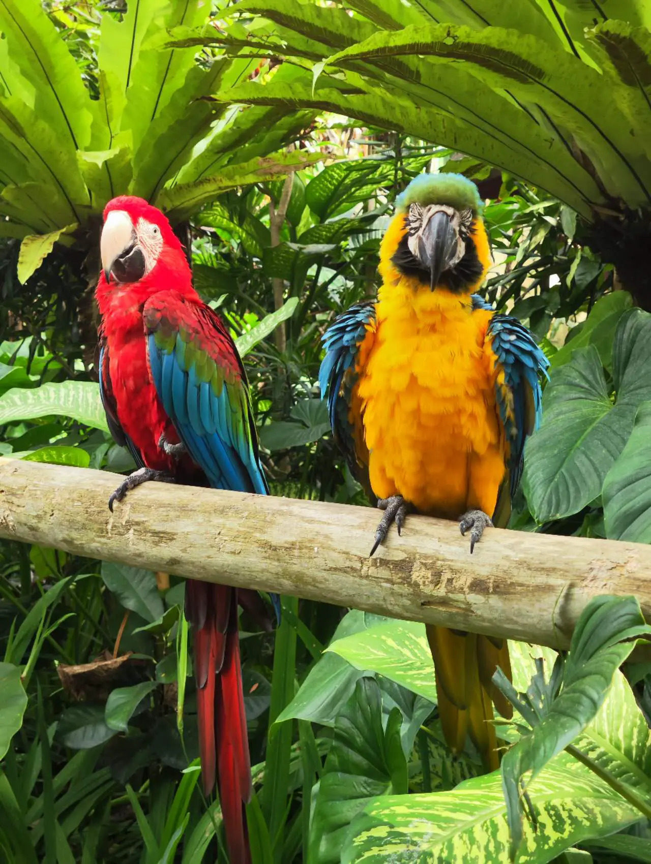 An image to describe post