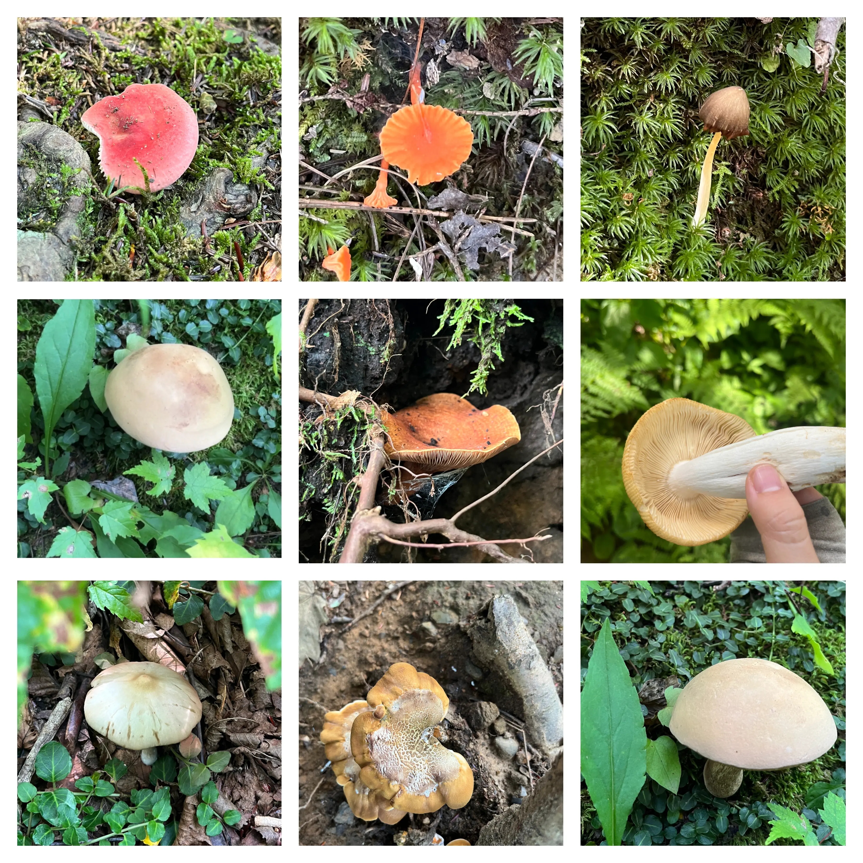 An image to describe post