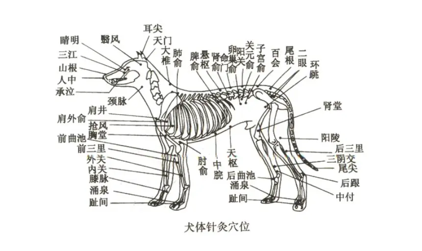 An image to describe post 他们说外国人体质不适合中医，却给狗做针灸喂草药