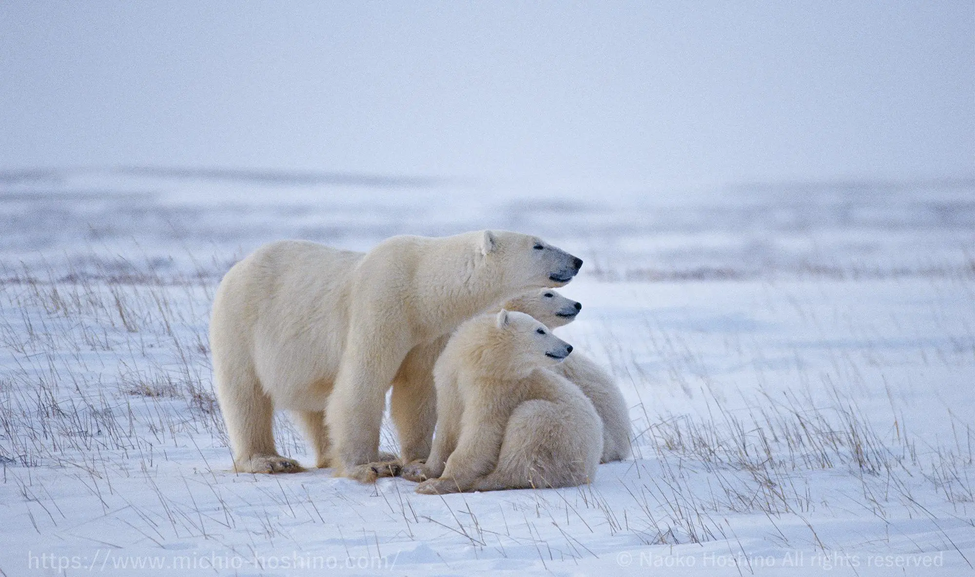 NO26 阅读的功效