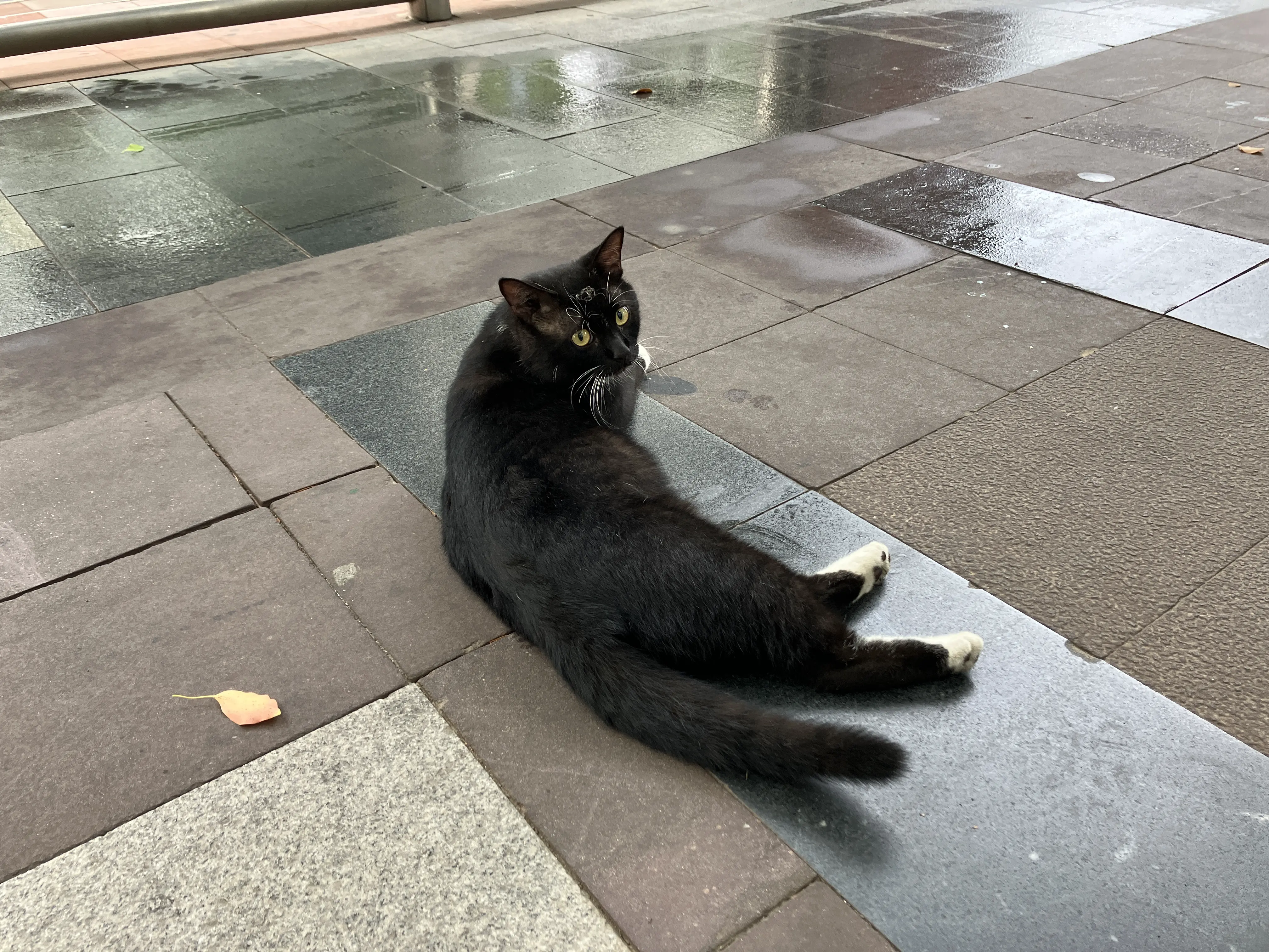 An image to describe post