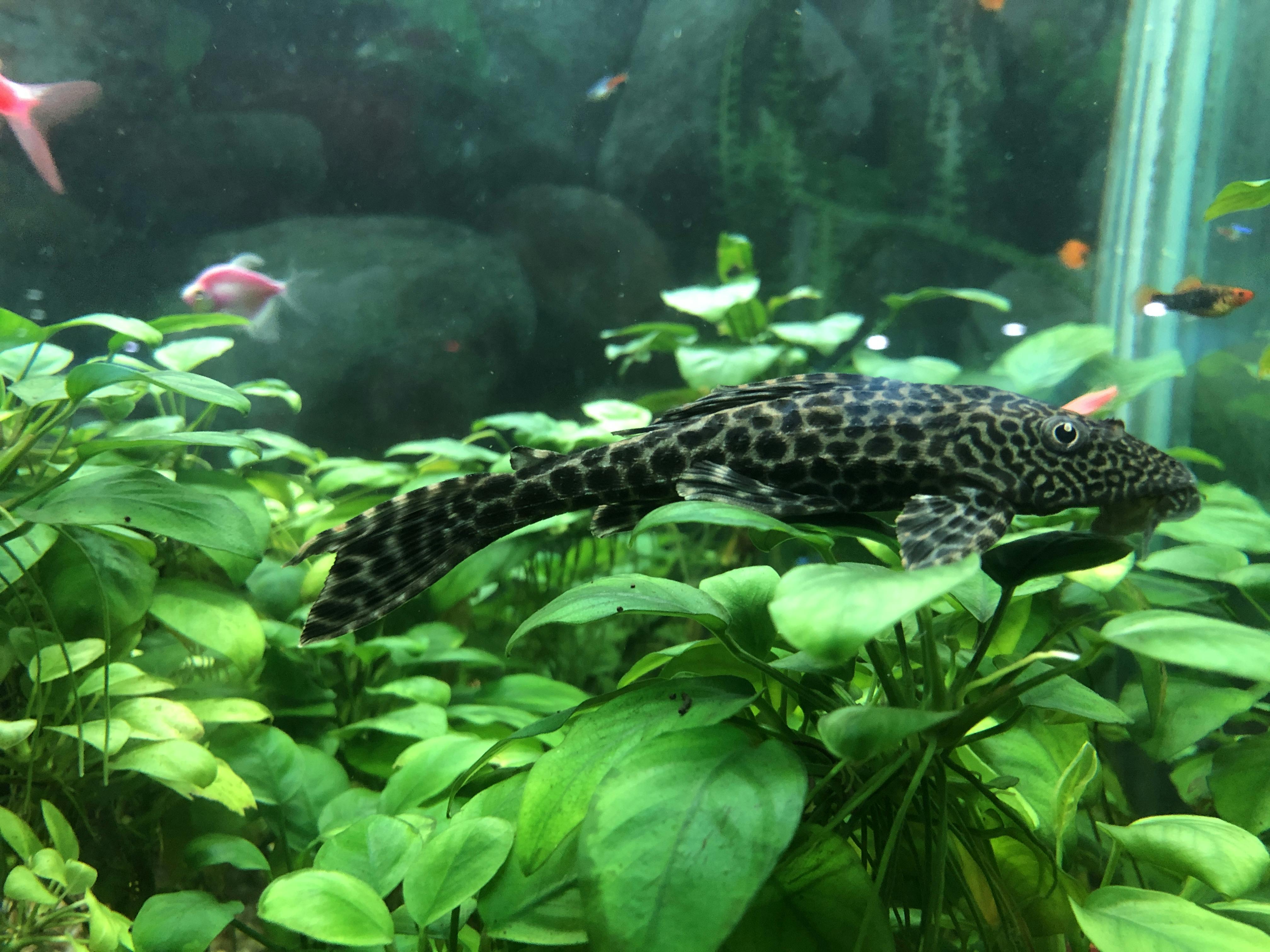 An image to describe post