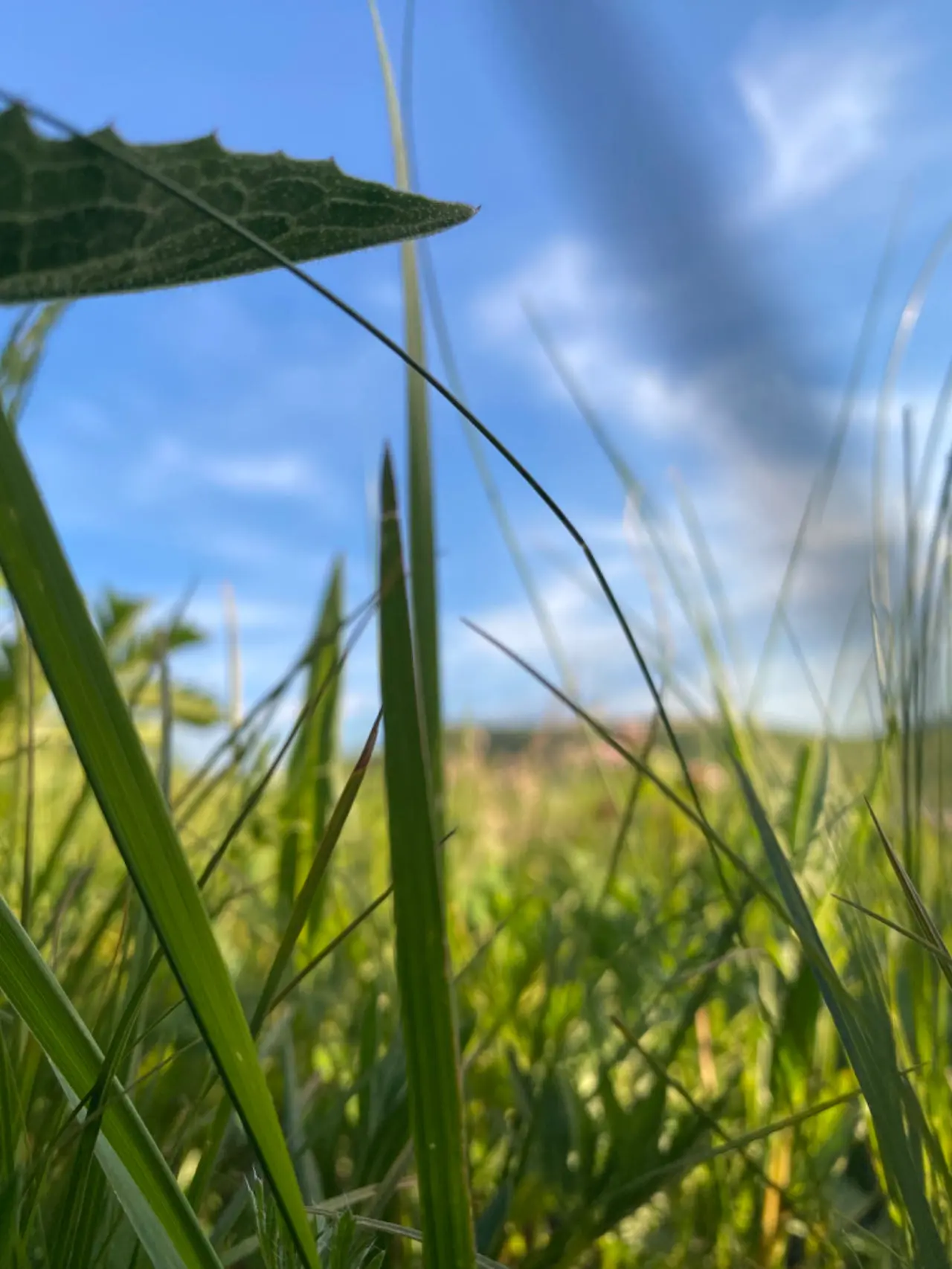 An image to describe post