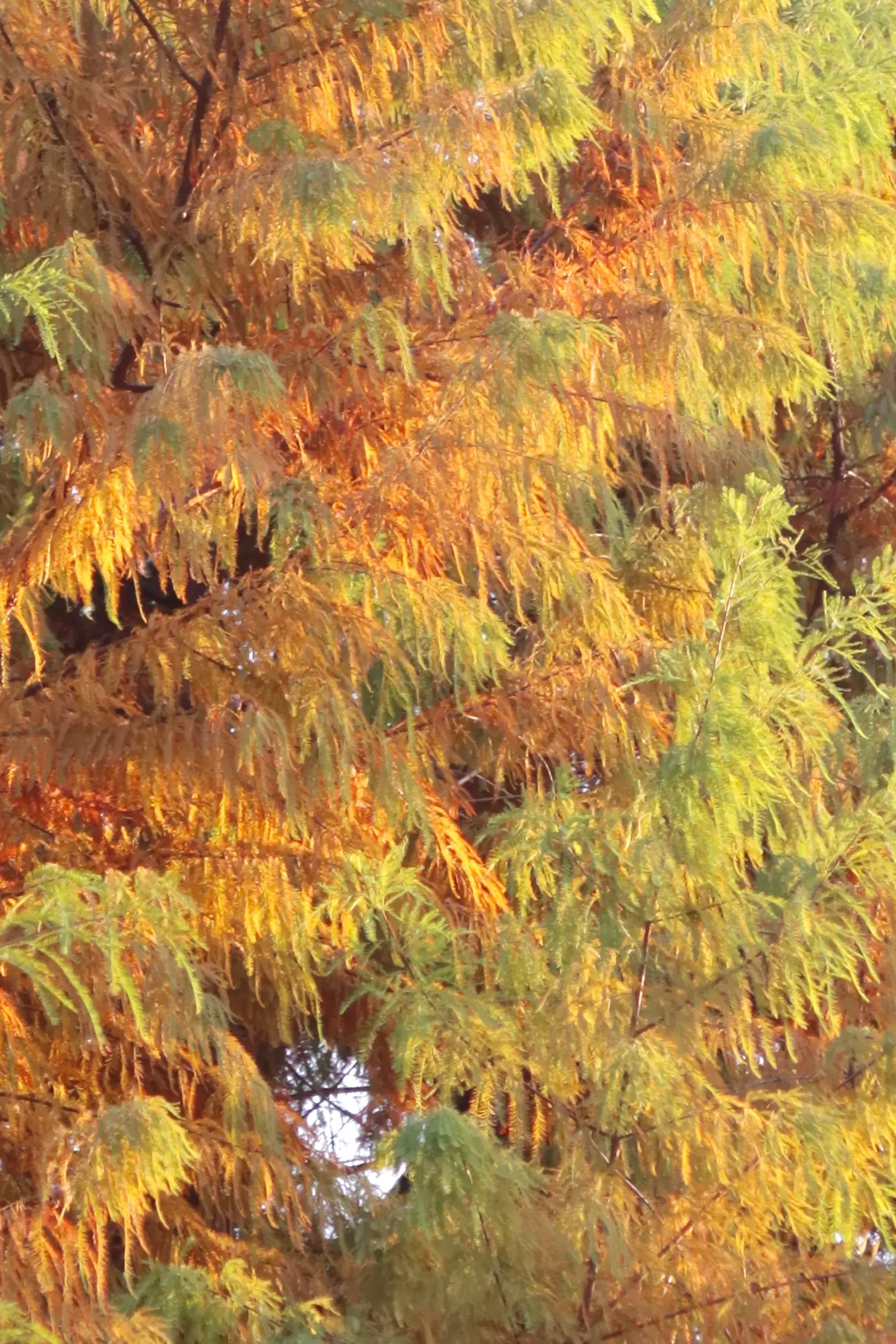 An image to describe post