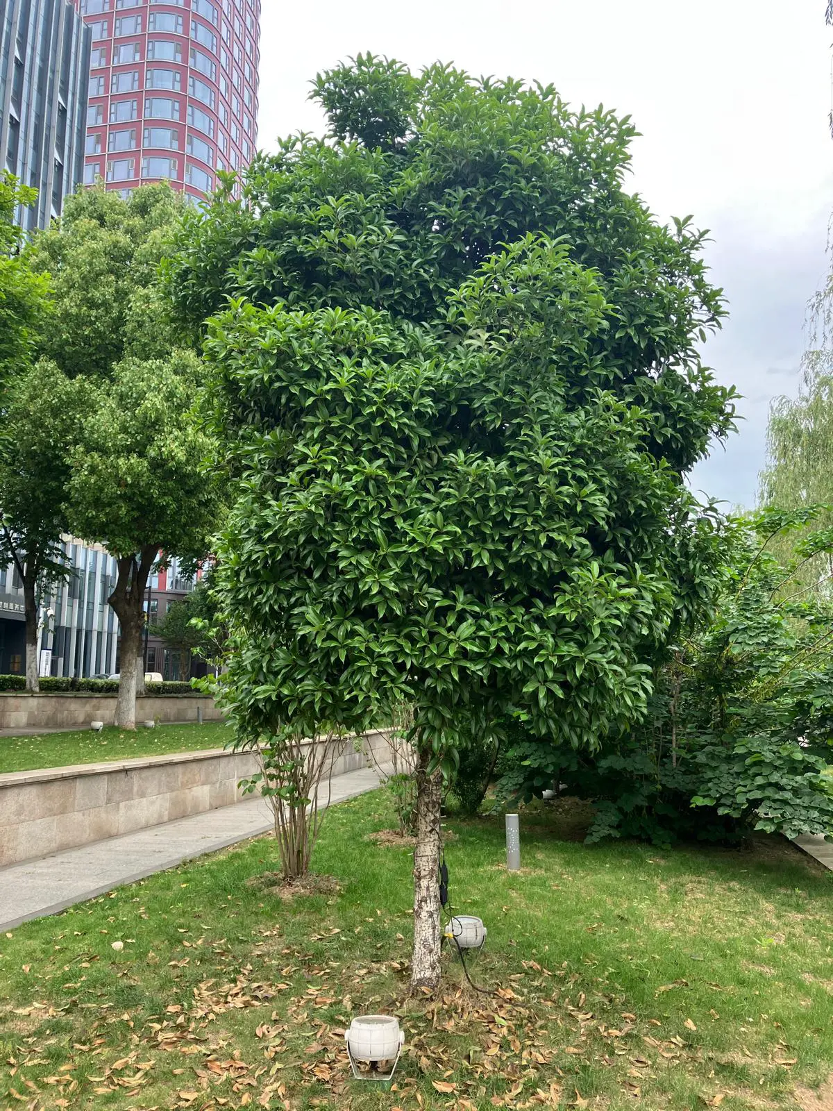 An image to describe post