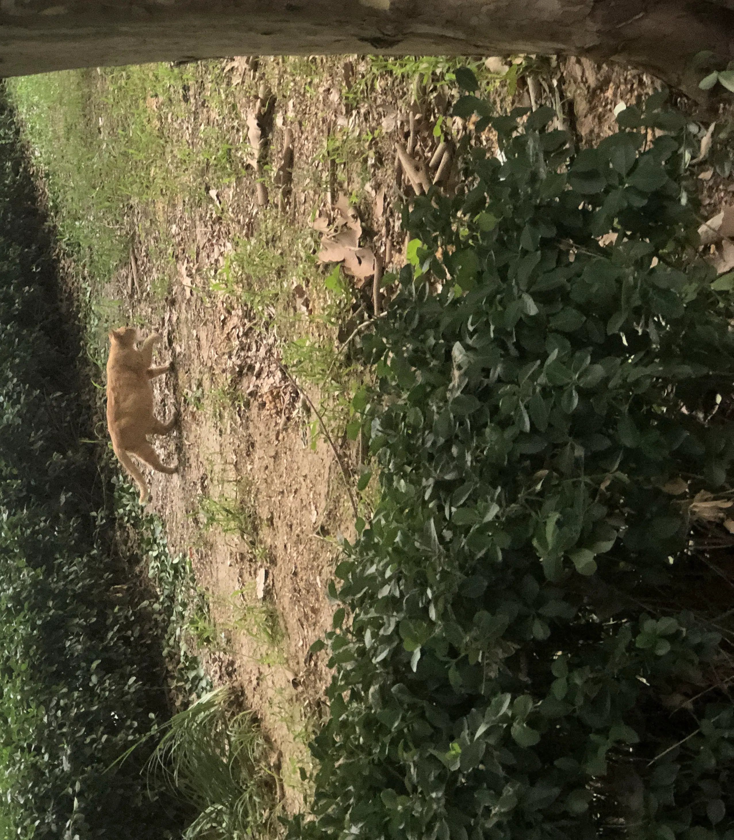 An image to describe post