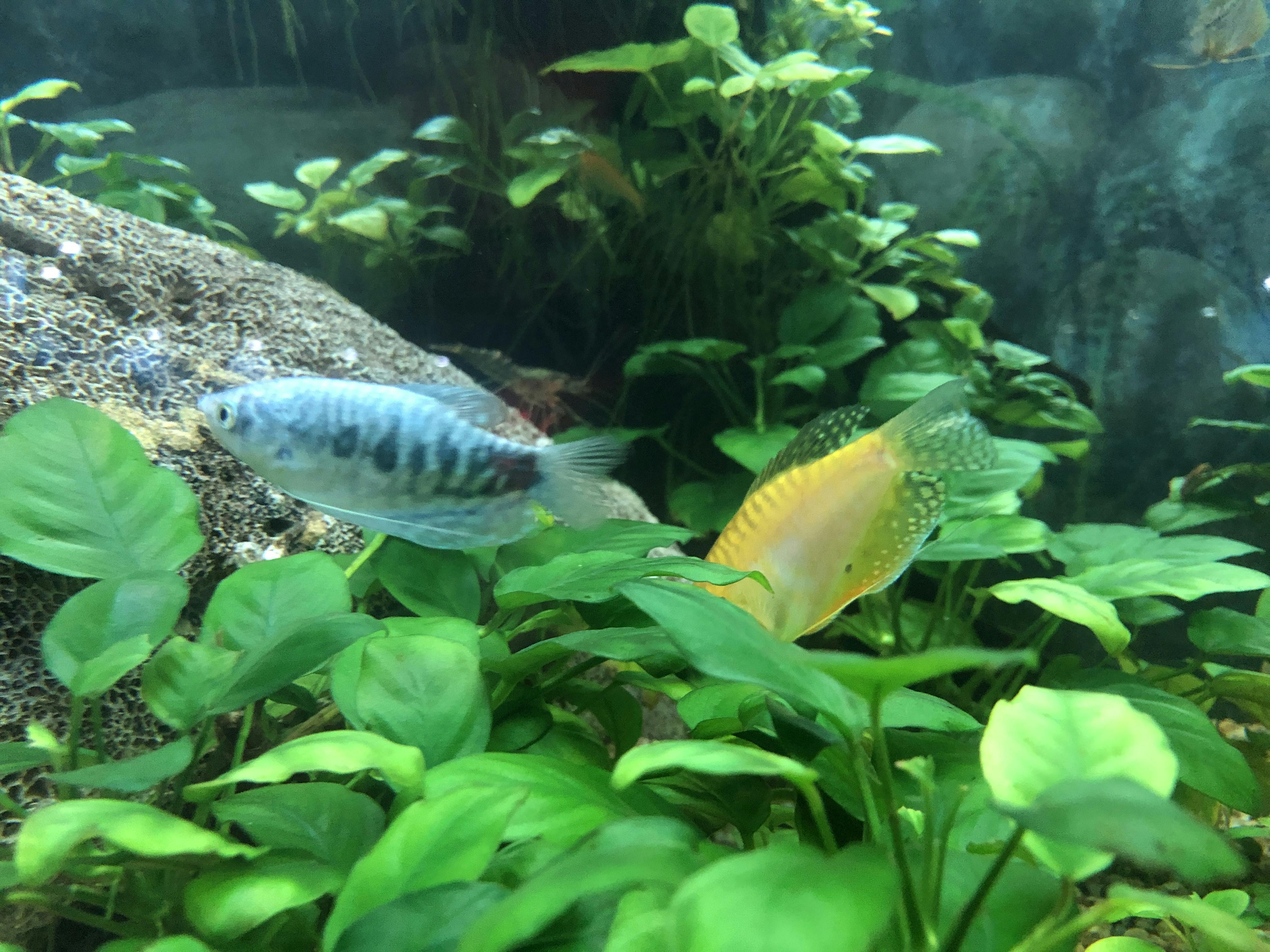 An image to describe post