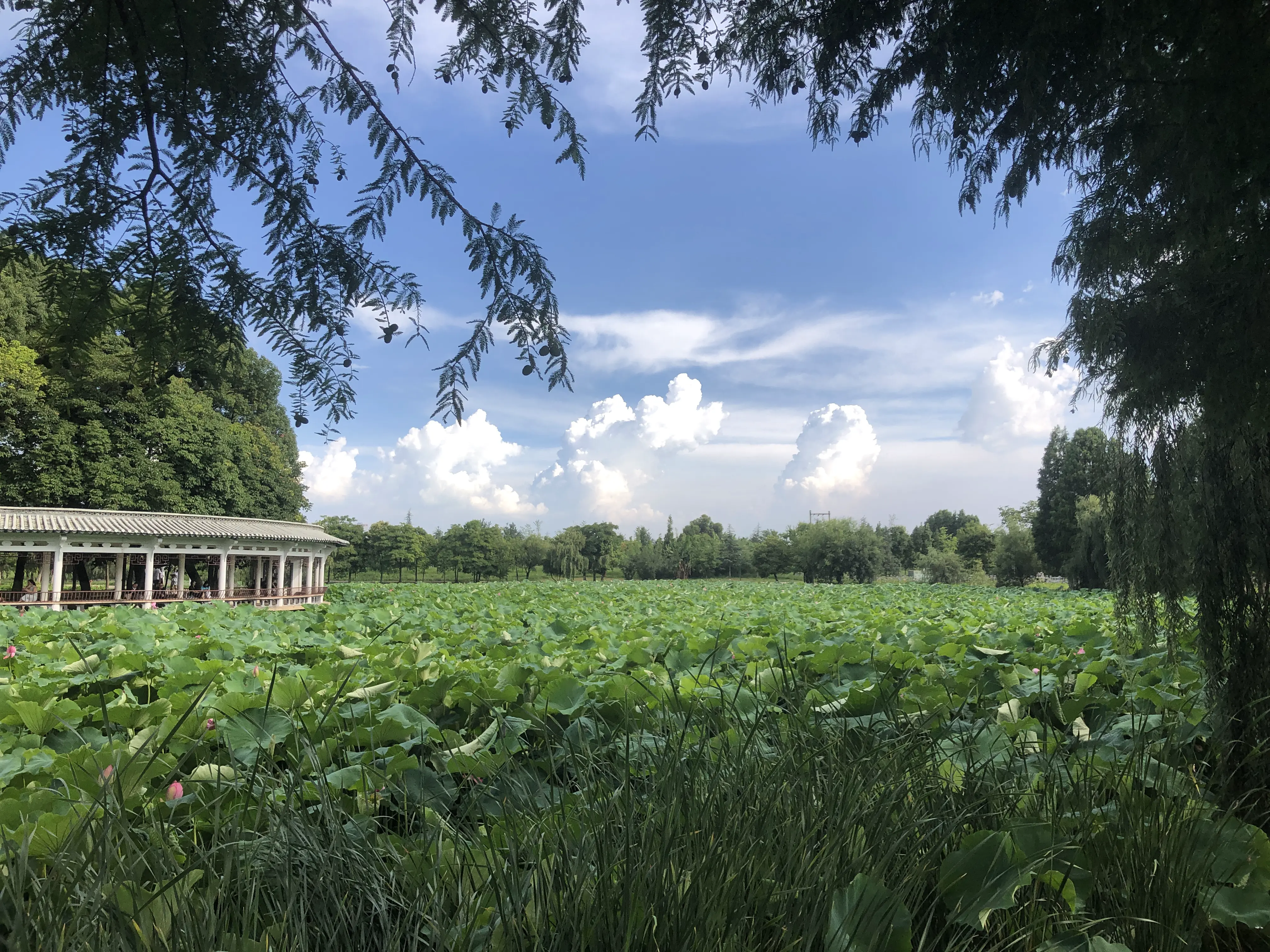 An image to describe post