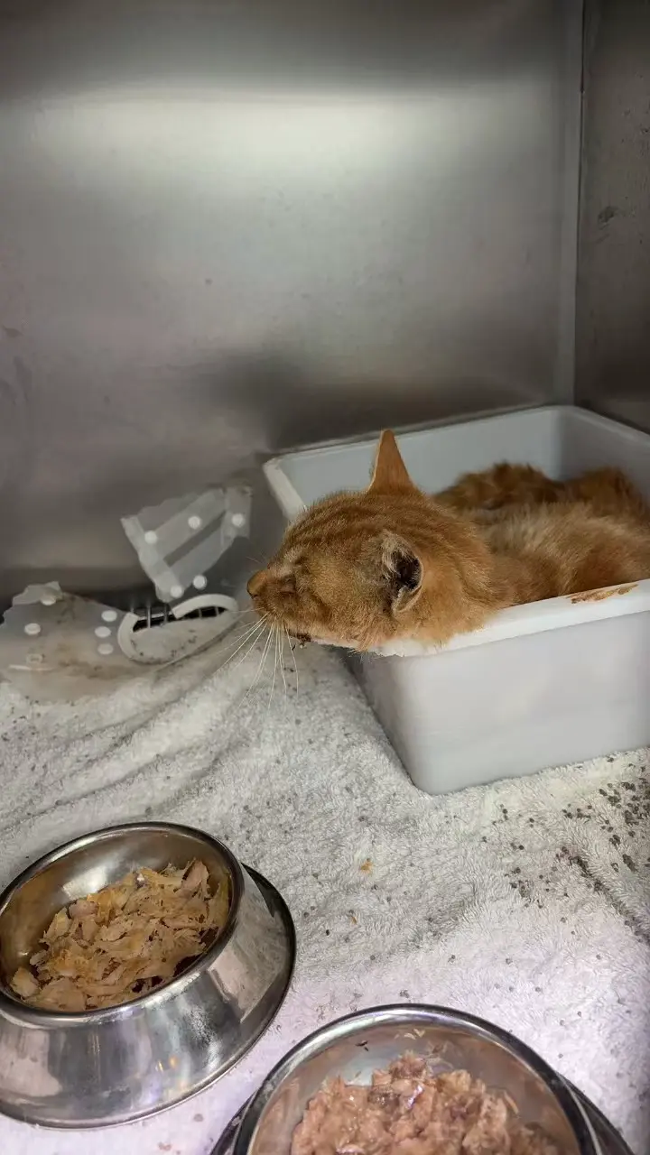 An image to describe post