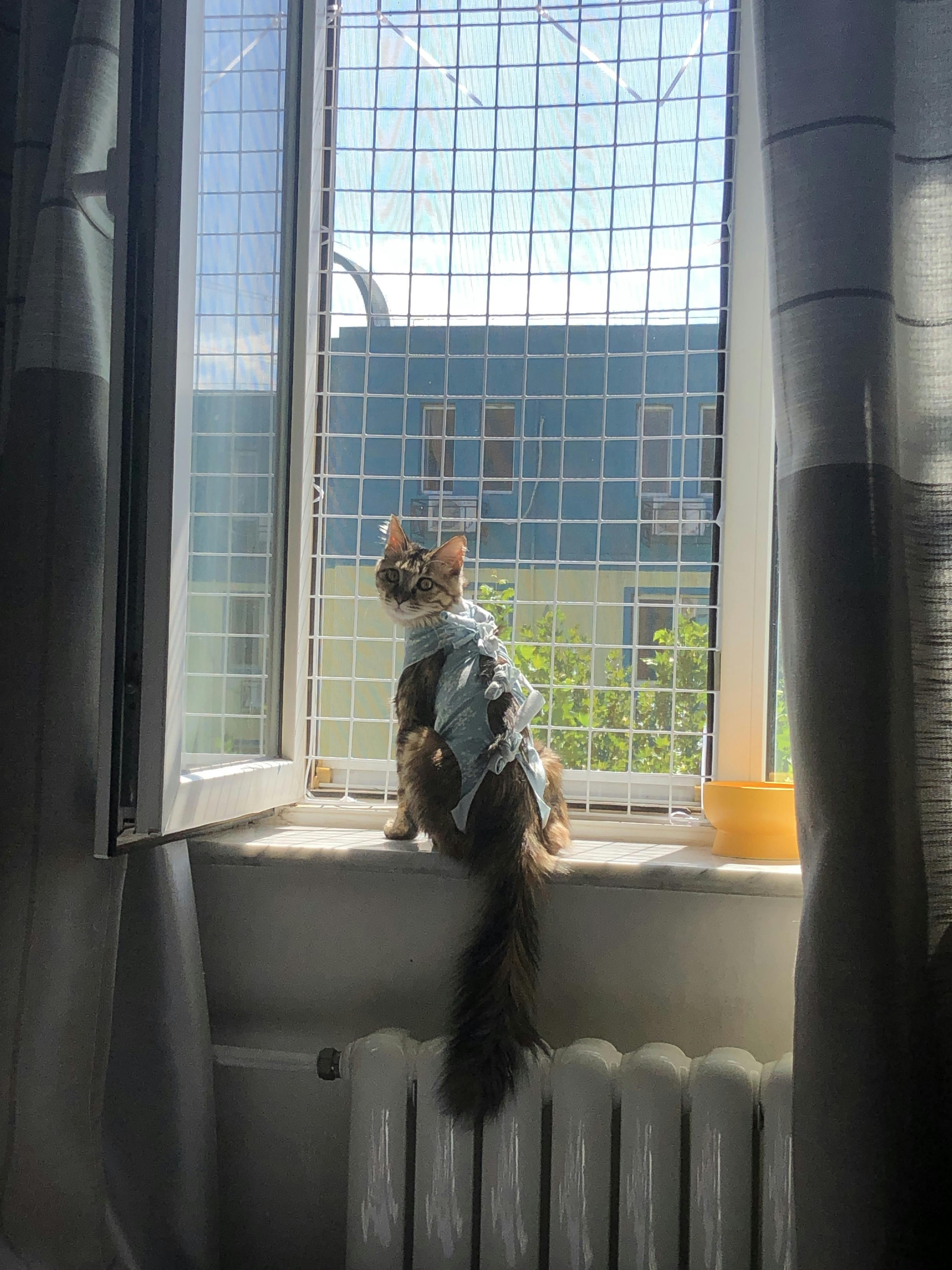 An image to describe post