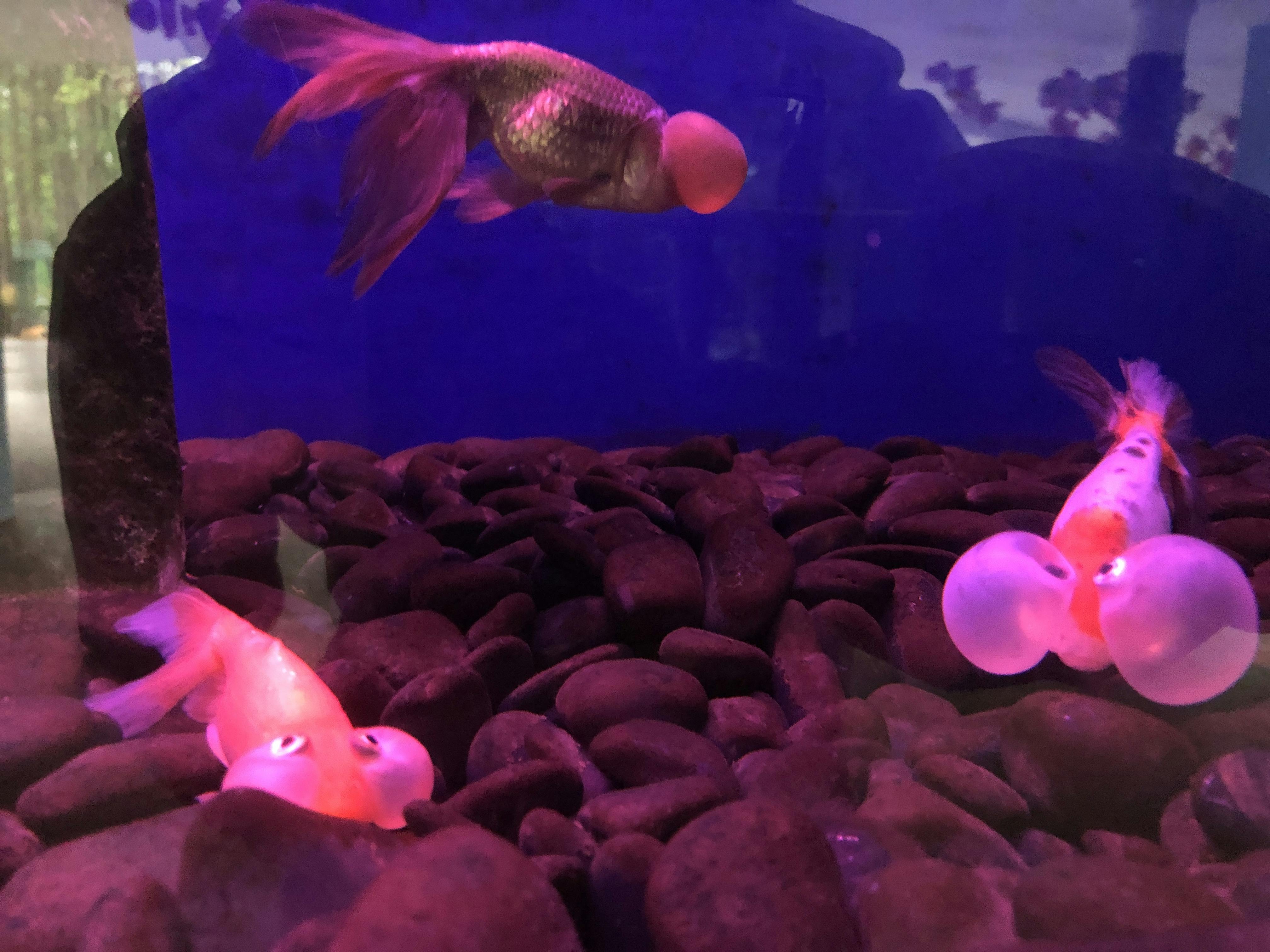 An image to describe post