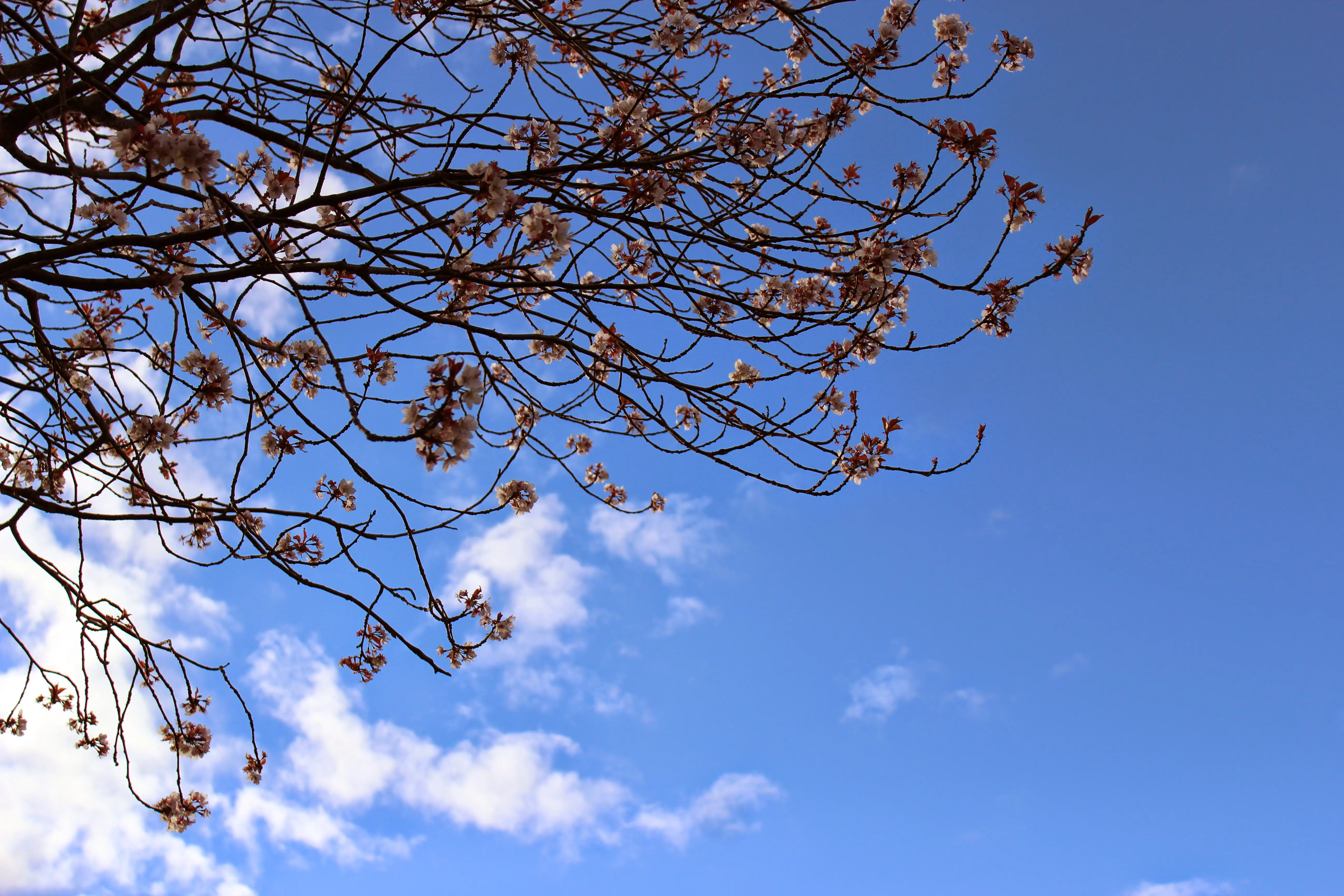 An image to describe post