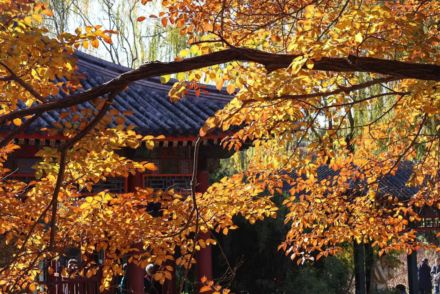 An image to describe 阳光下北京的秋天🍂 实在是灿烂得过分