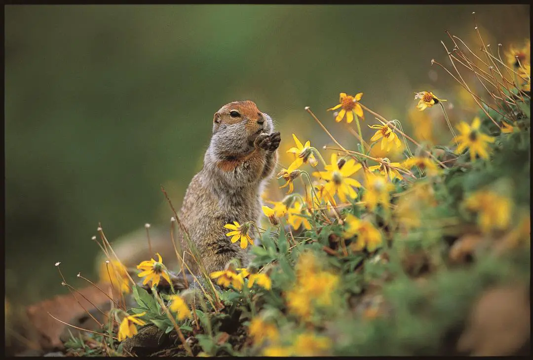 An image to describe post