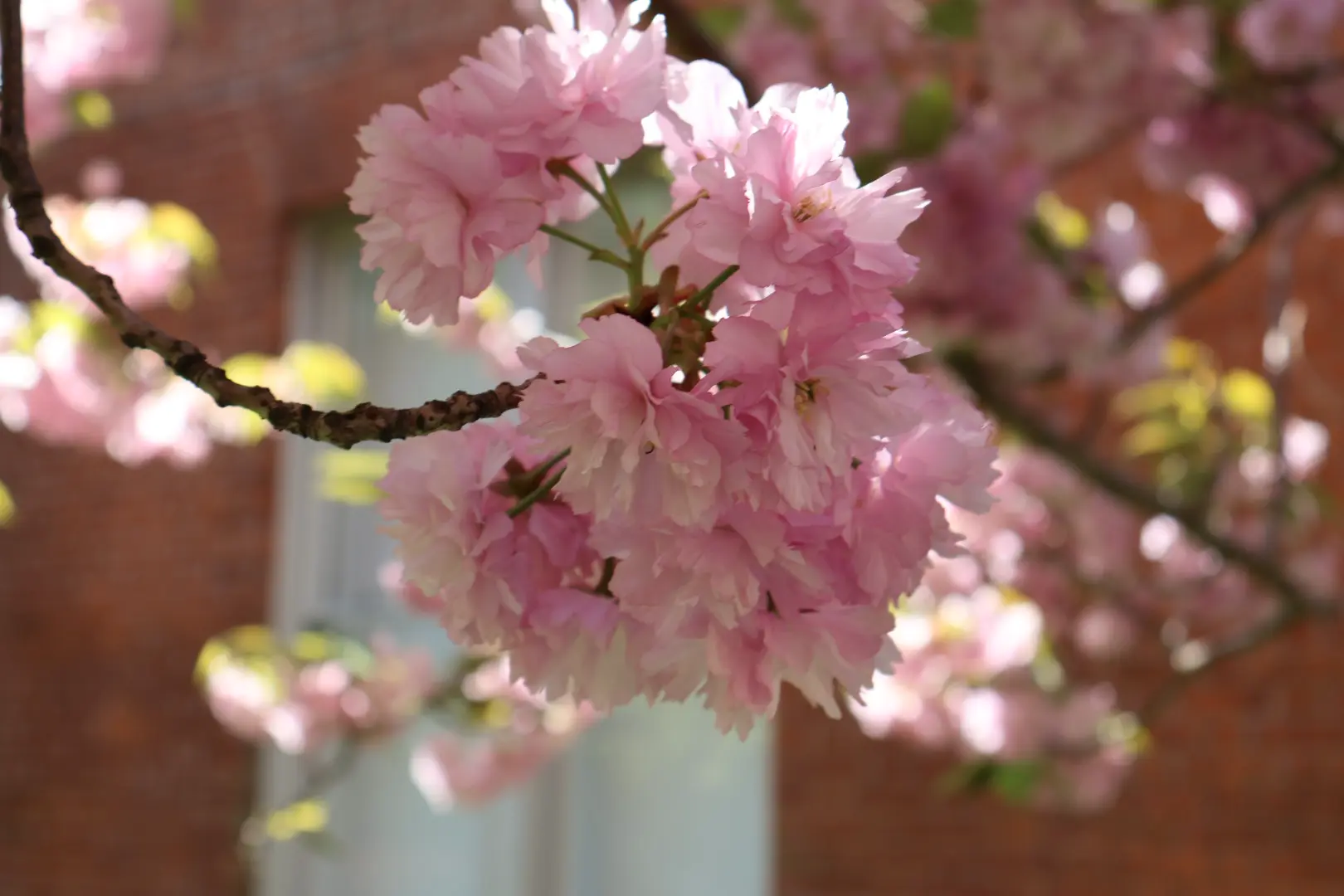 An image to describe post