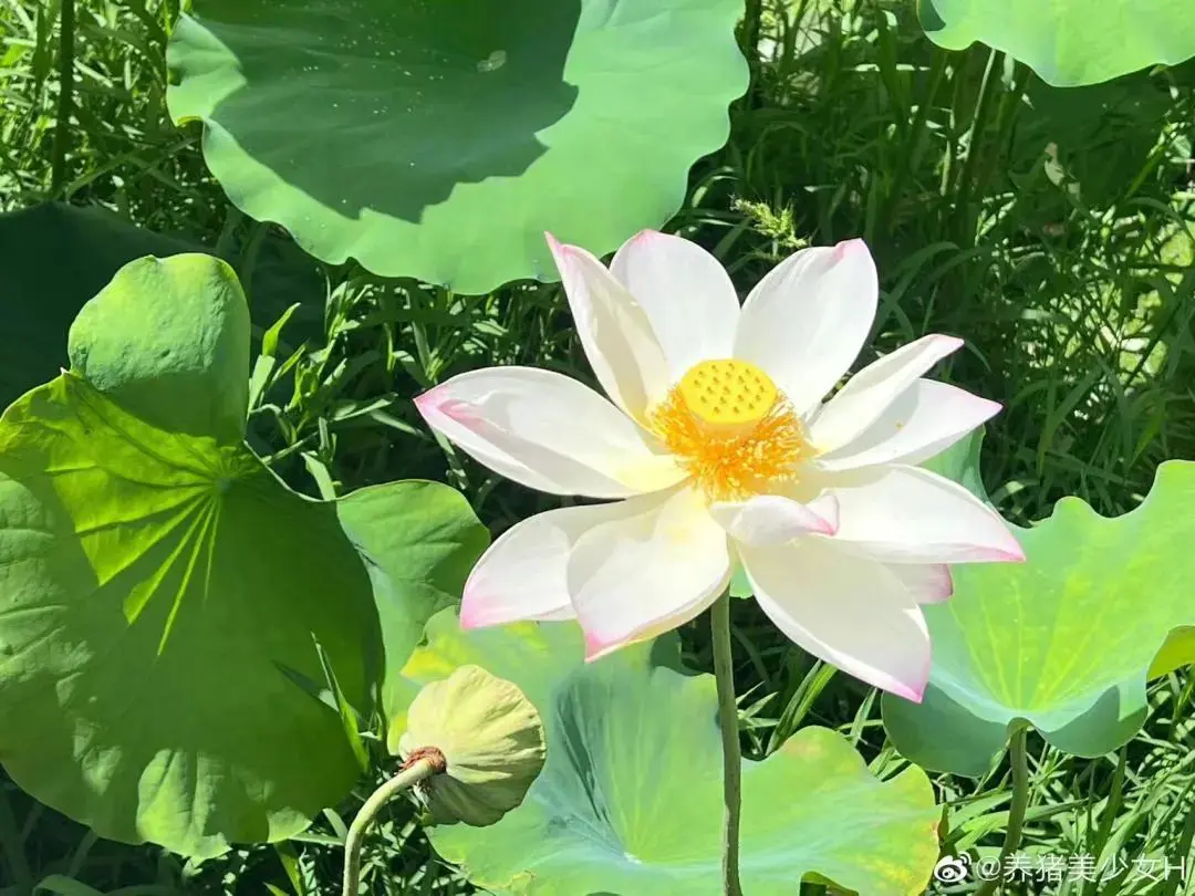 An image to describe post