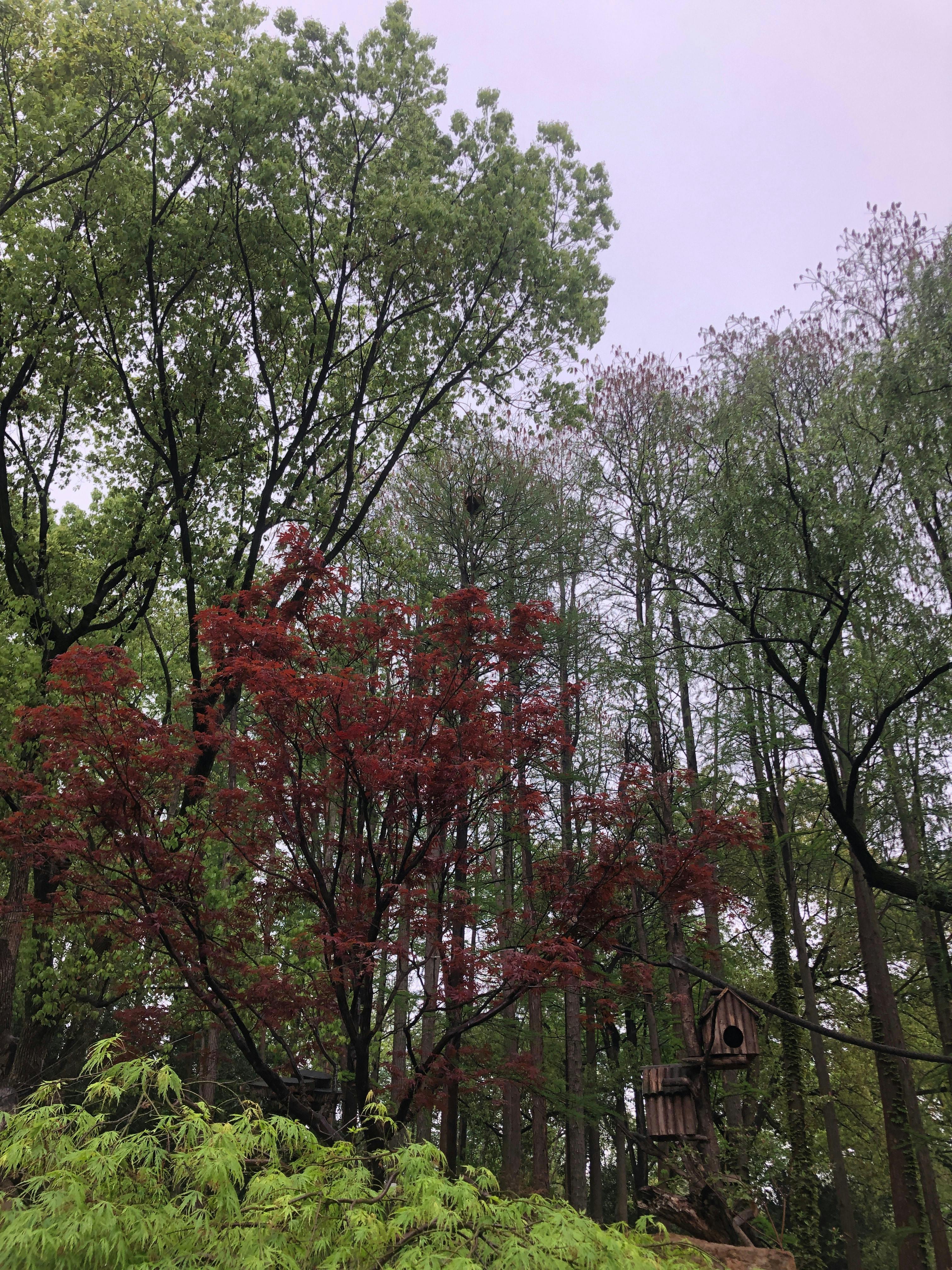 An image to describe post