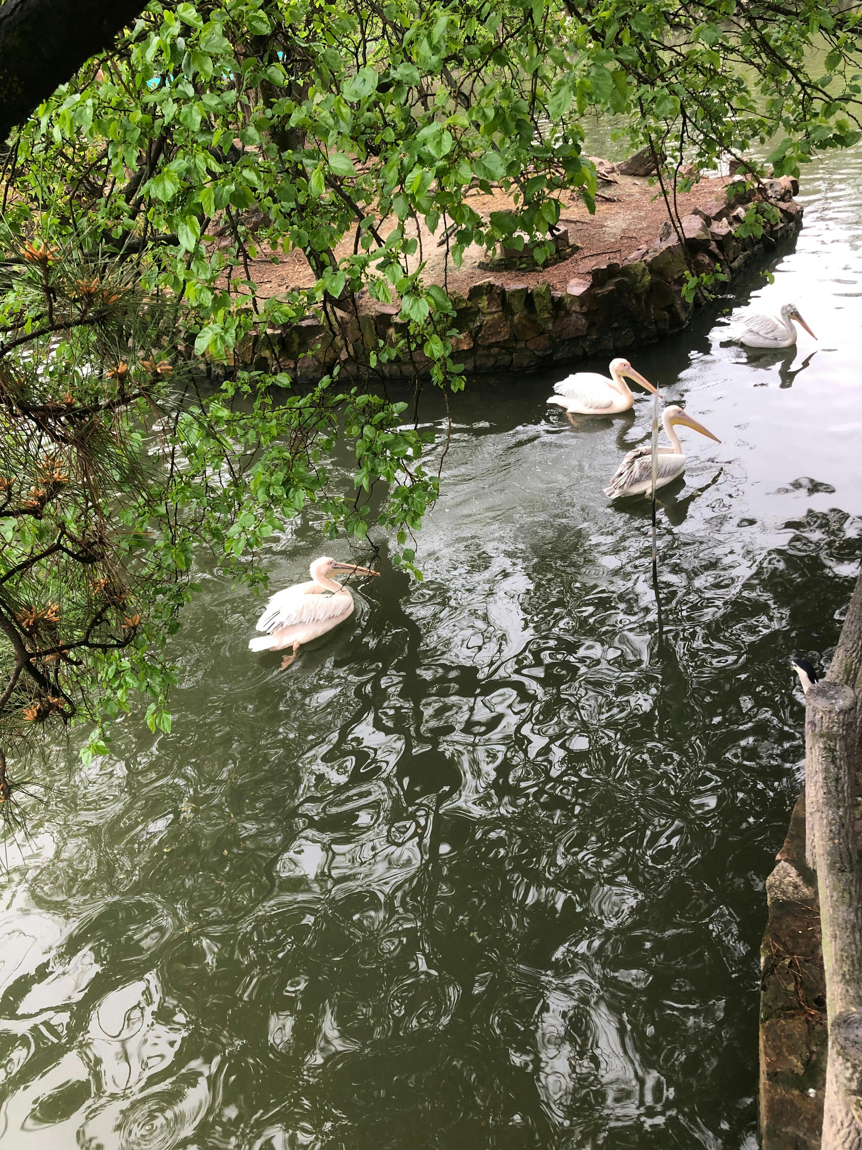 An image to describe post