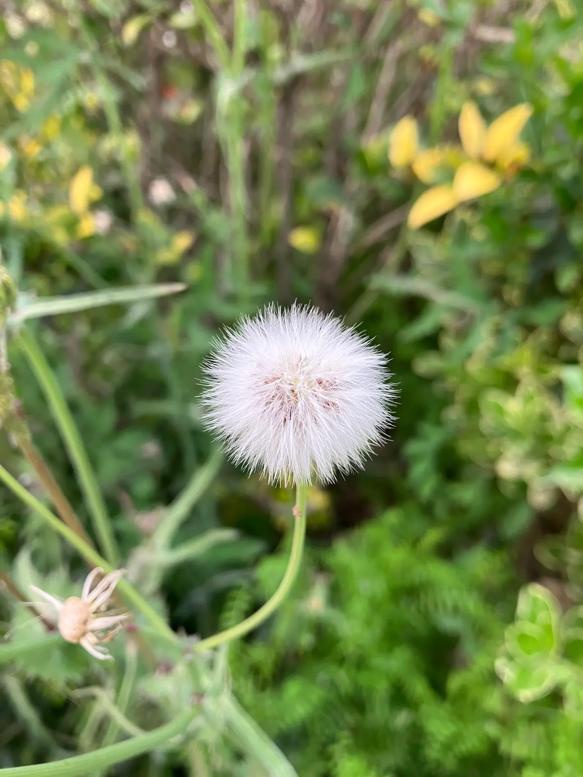 An image to describe post