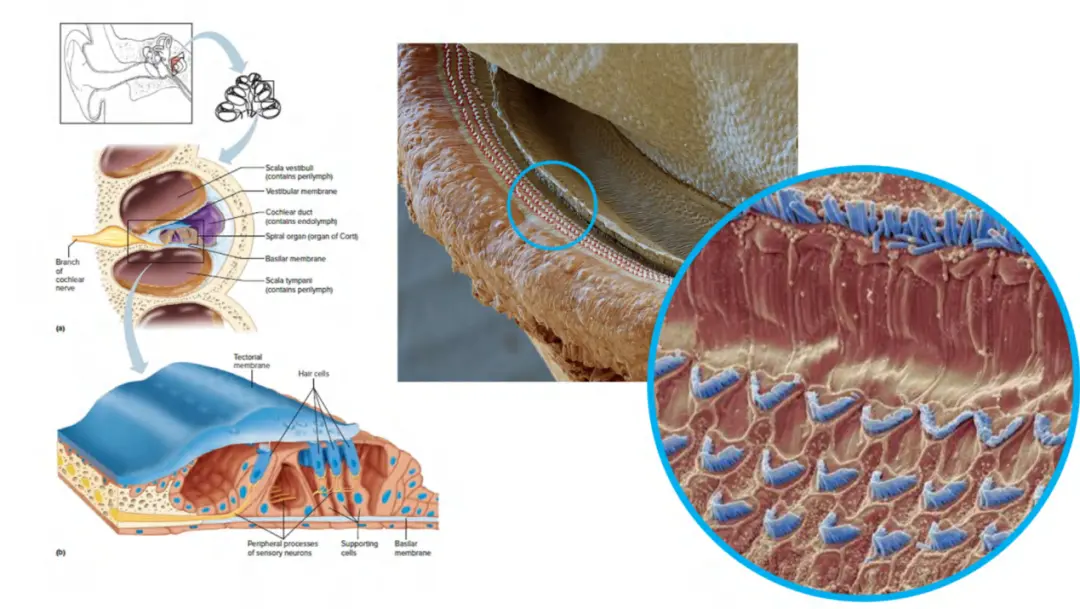 An image to describe post