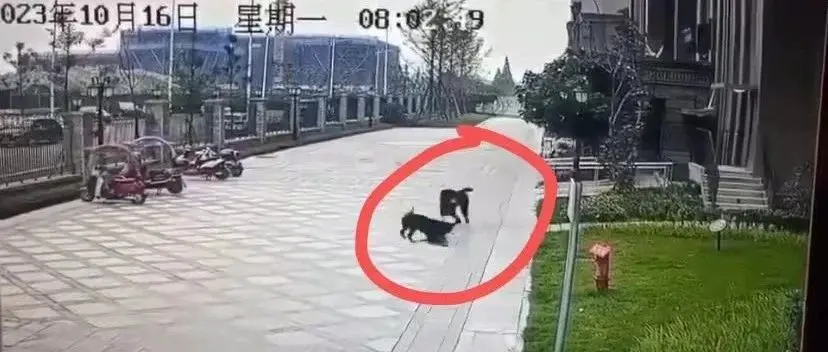 执法不严是恶犬伤人的根本原因