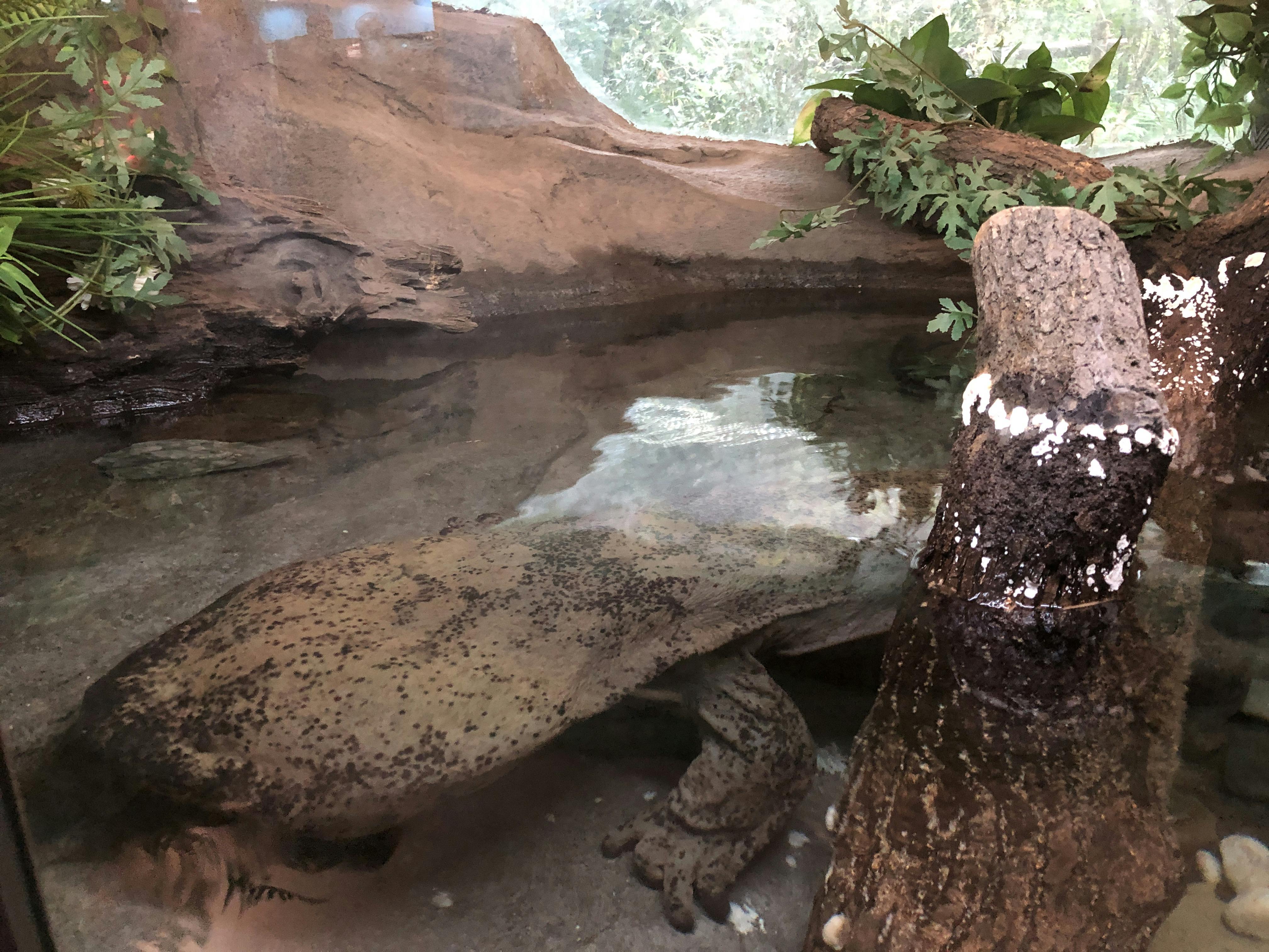 An image to describe post