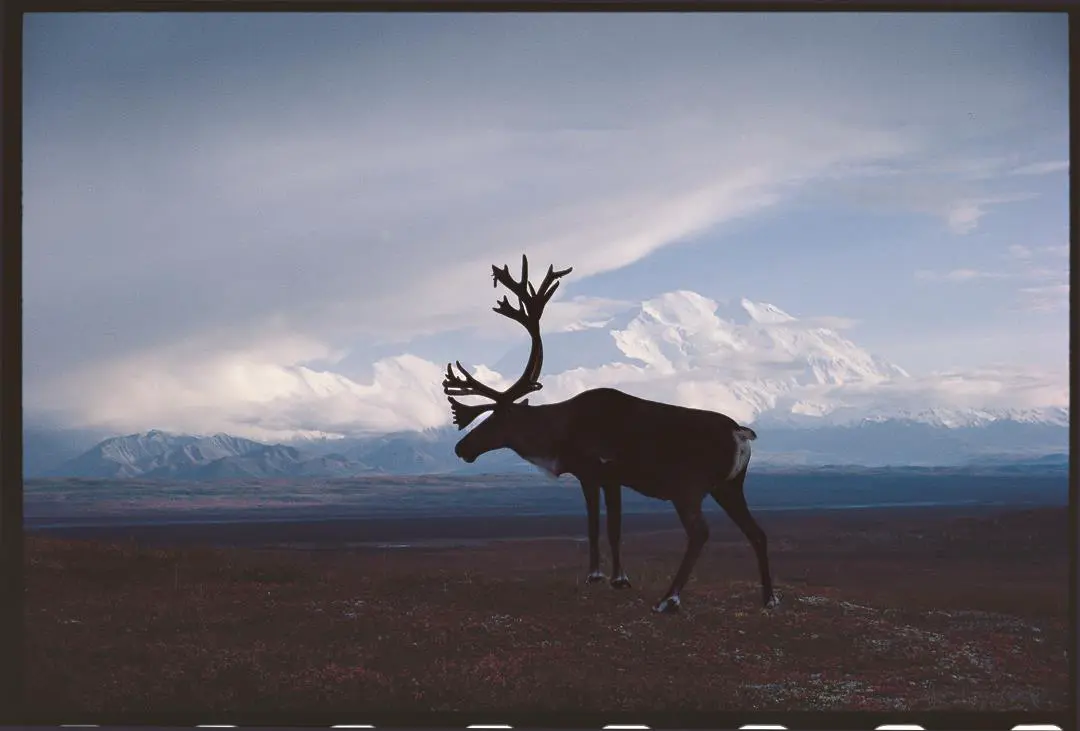 An image to describe post