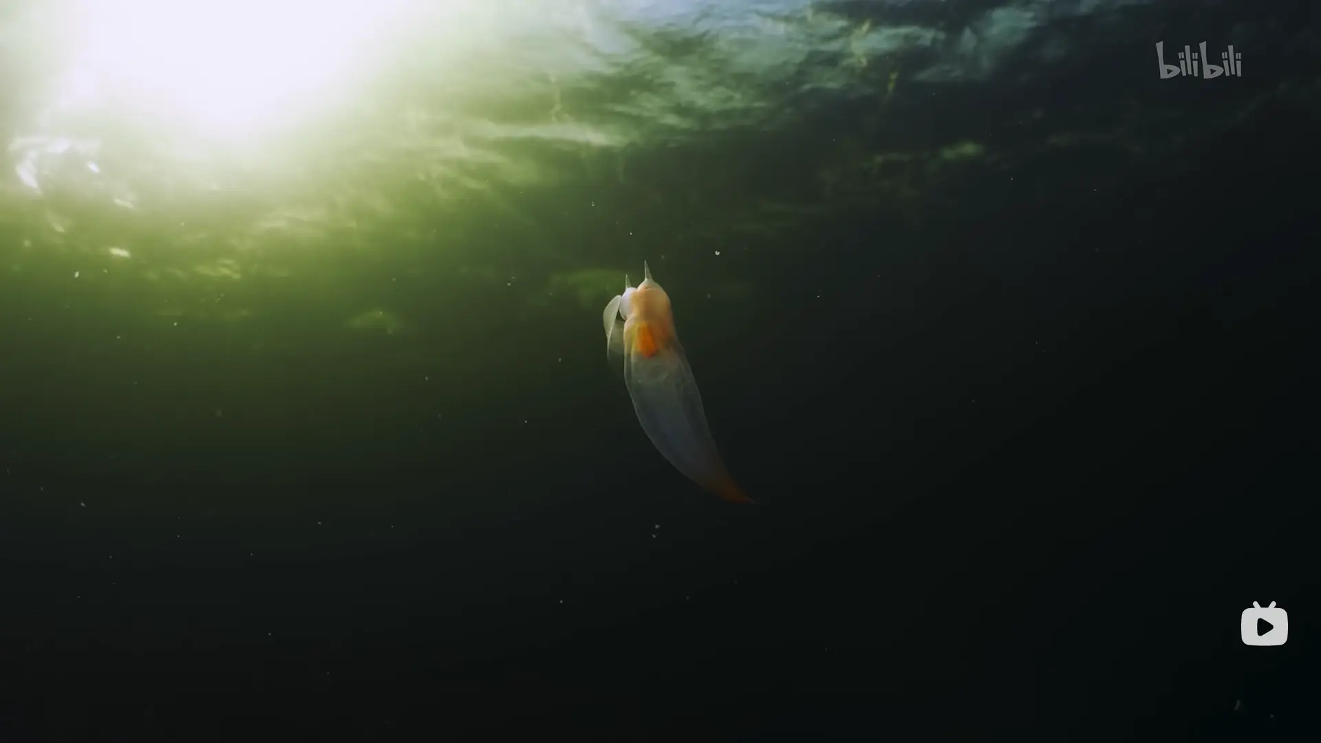 An image to describe post