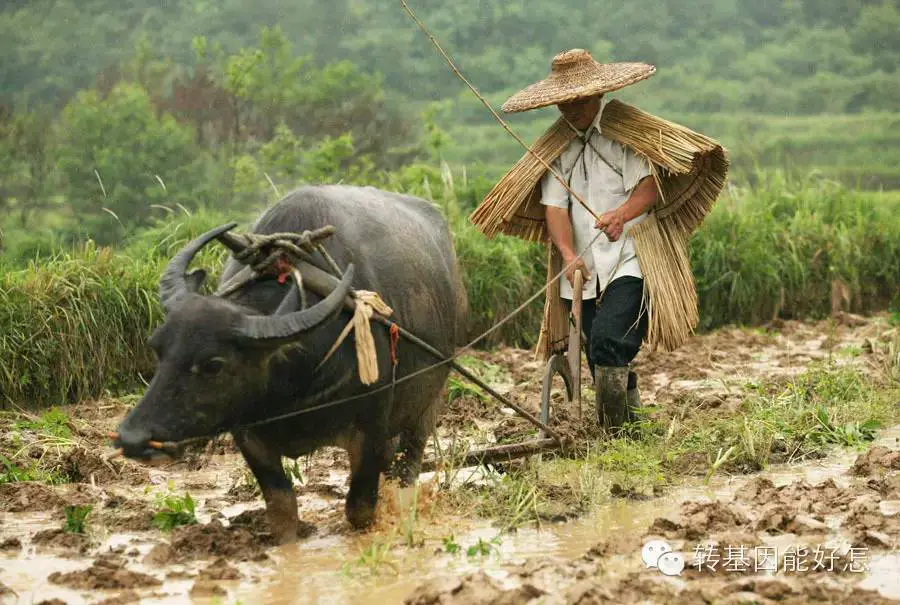 An image to describe post 逆袭英国？中国还差一场“圈地运动”