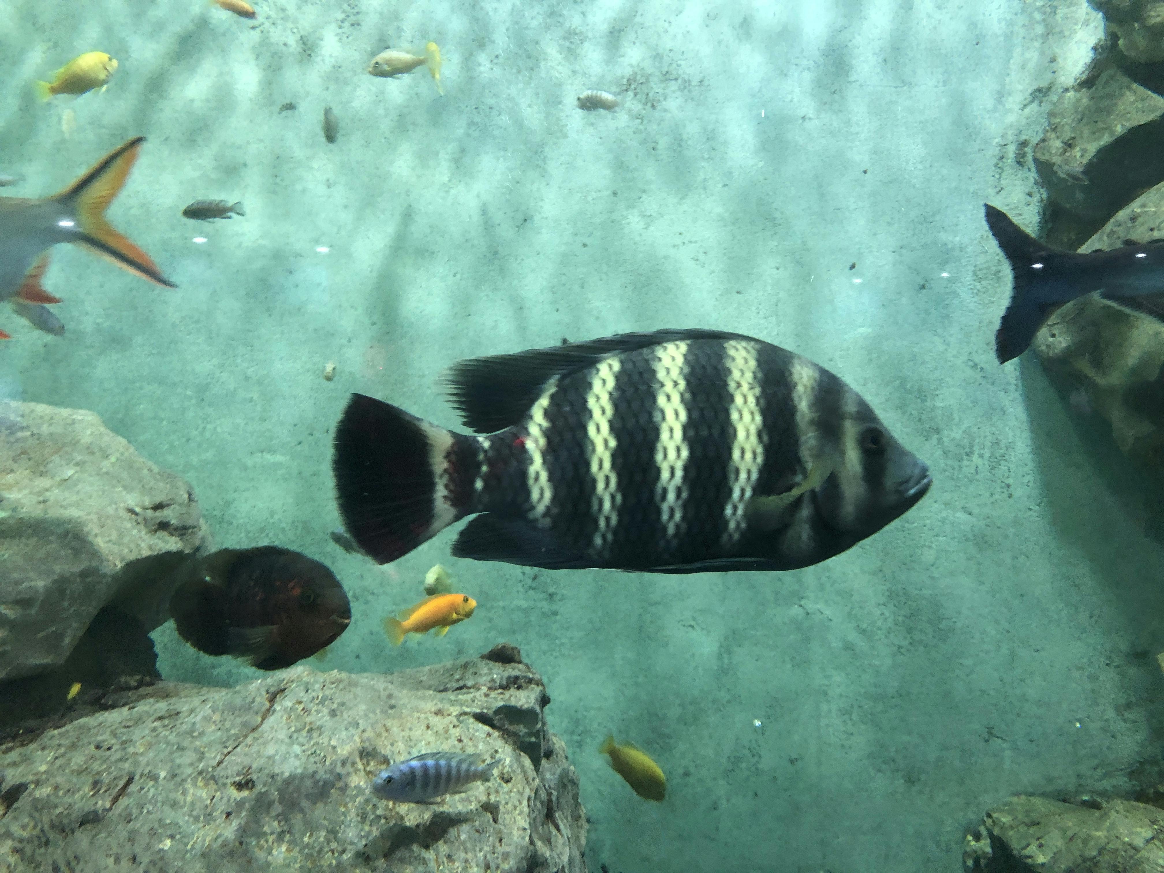 An image to describe post