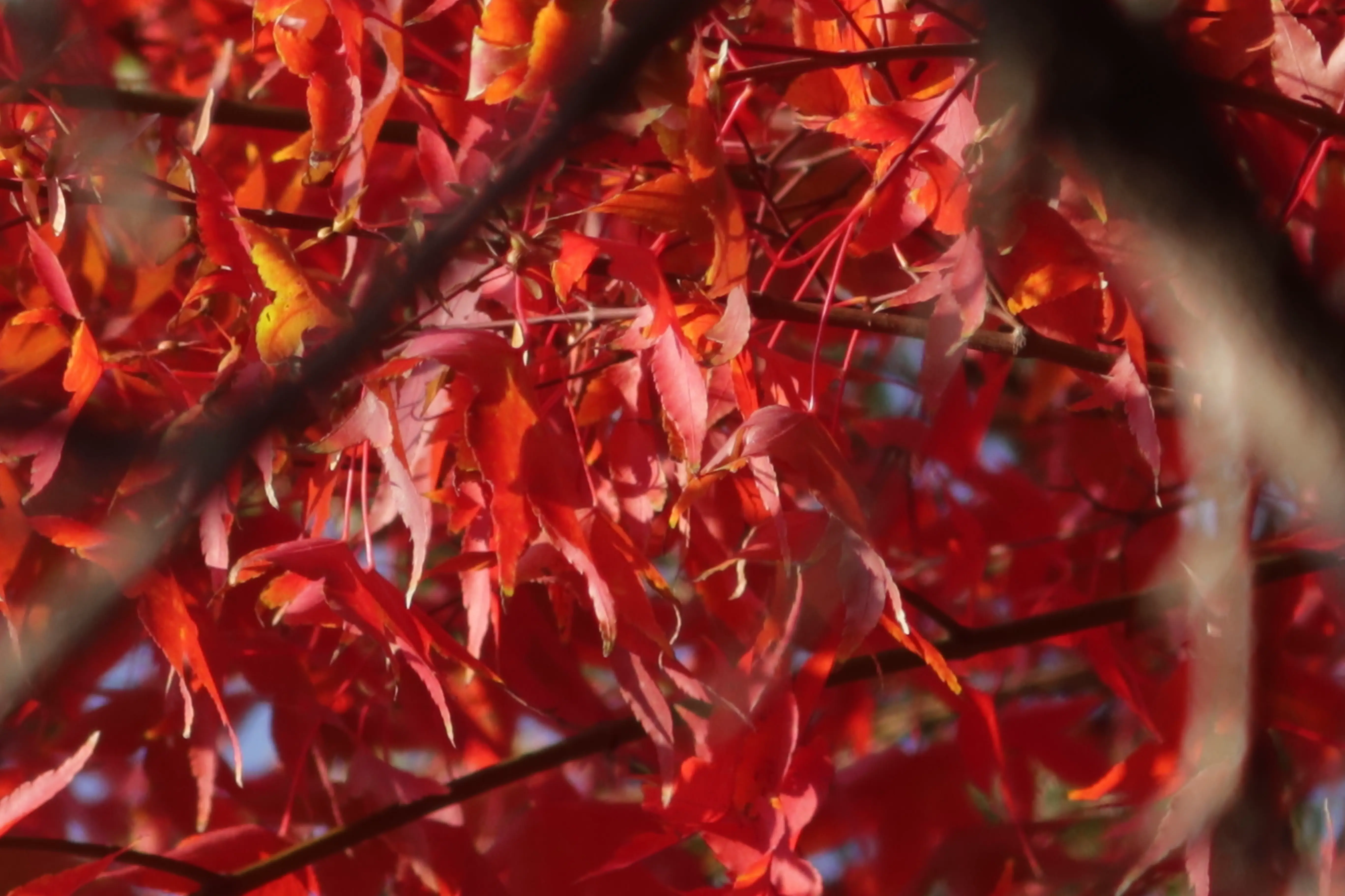 An image to describe post