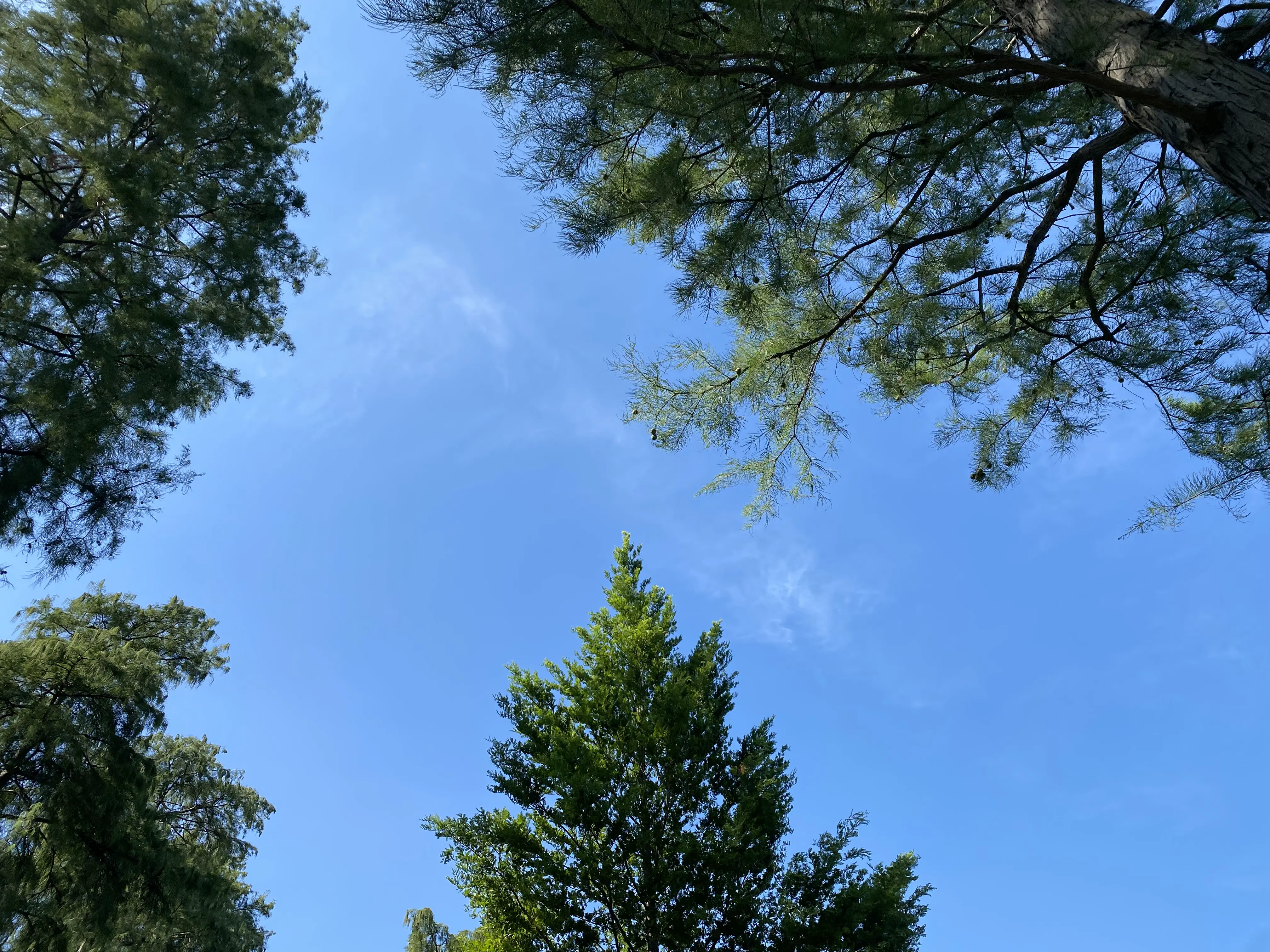 An image to describe post