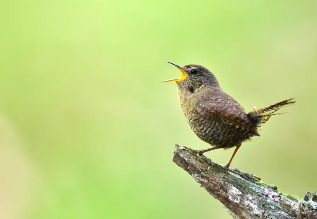 An image to describe post