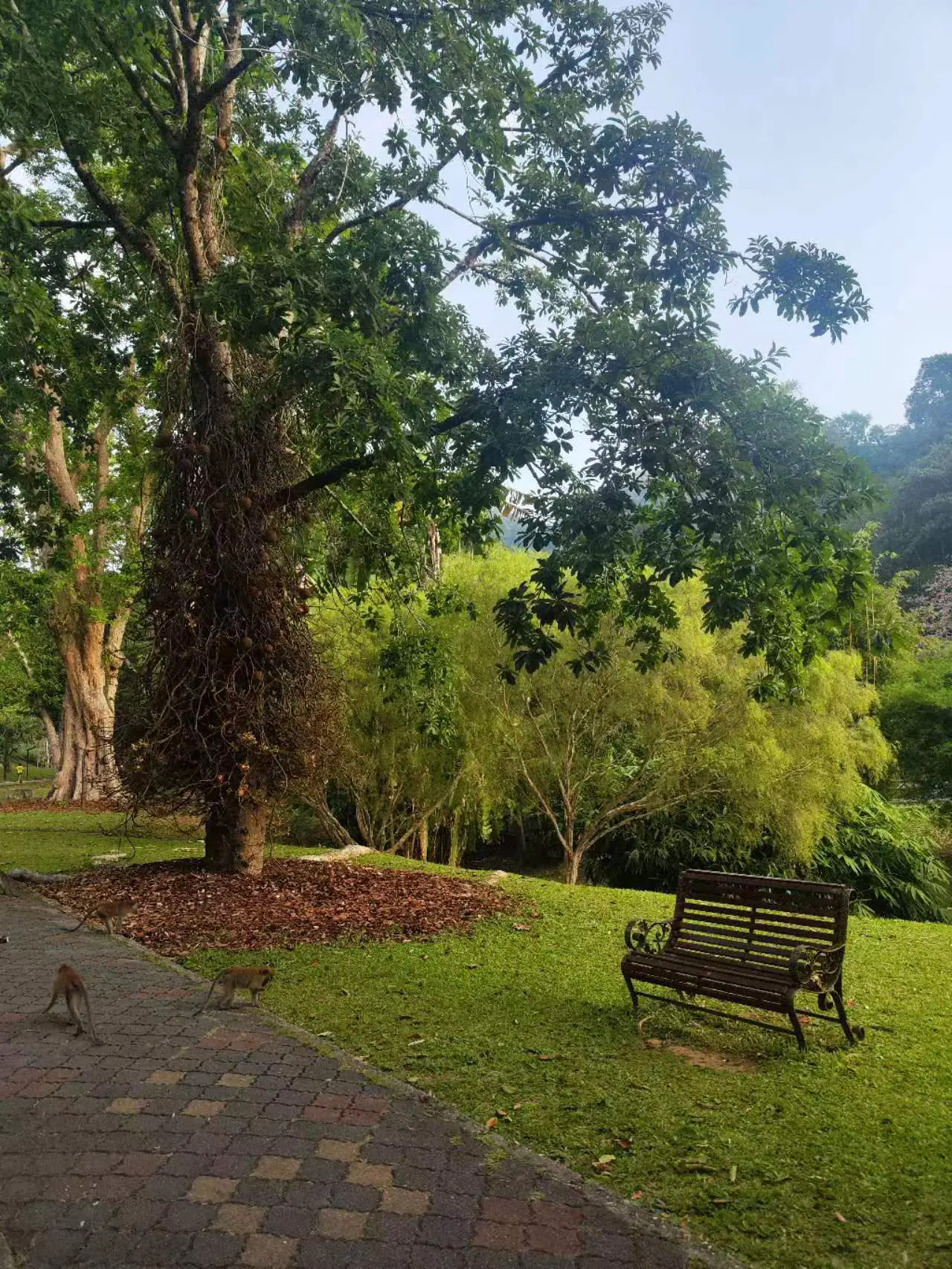 An image to describe post