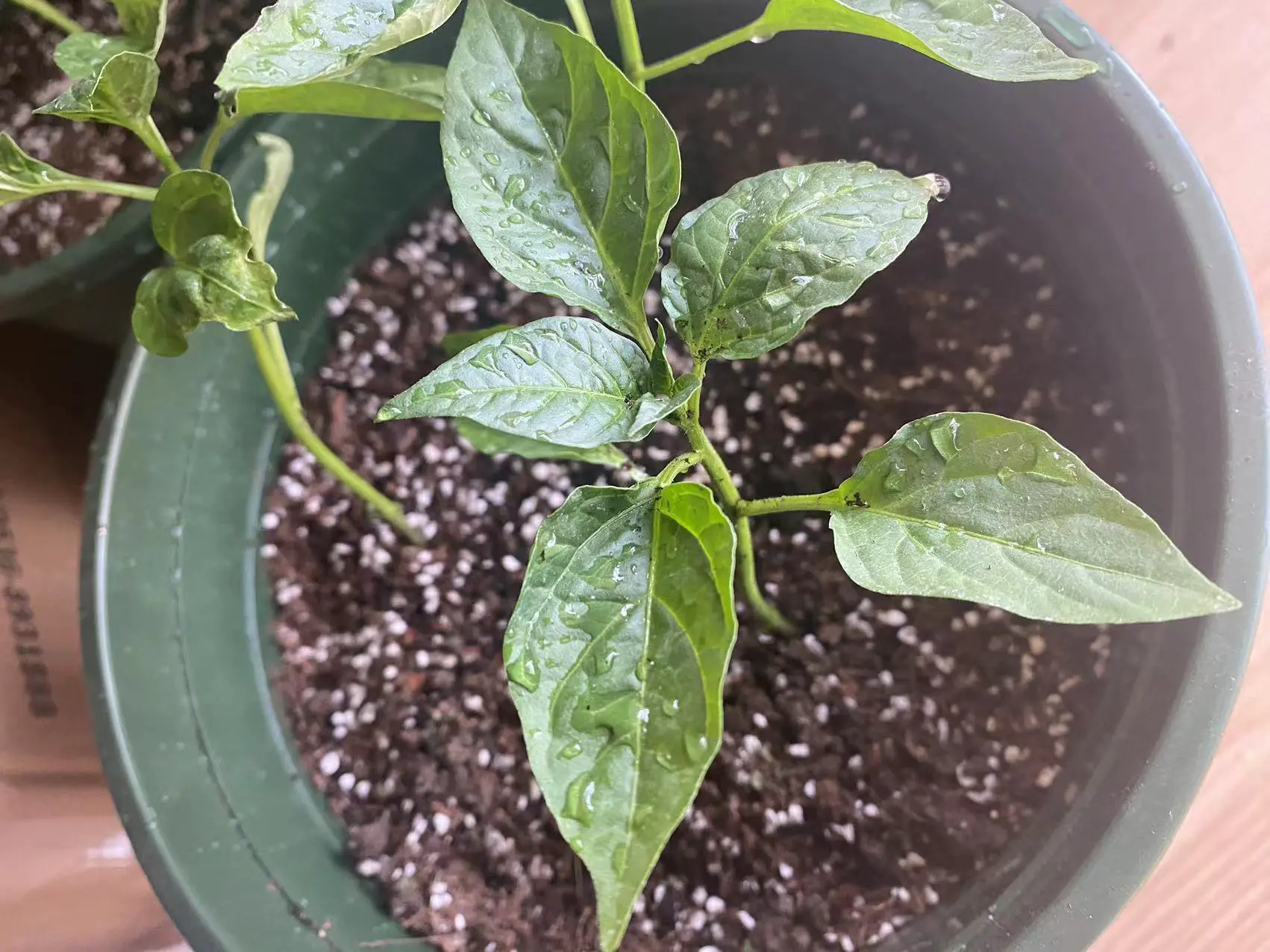 An image to describe post