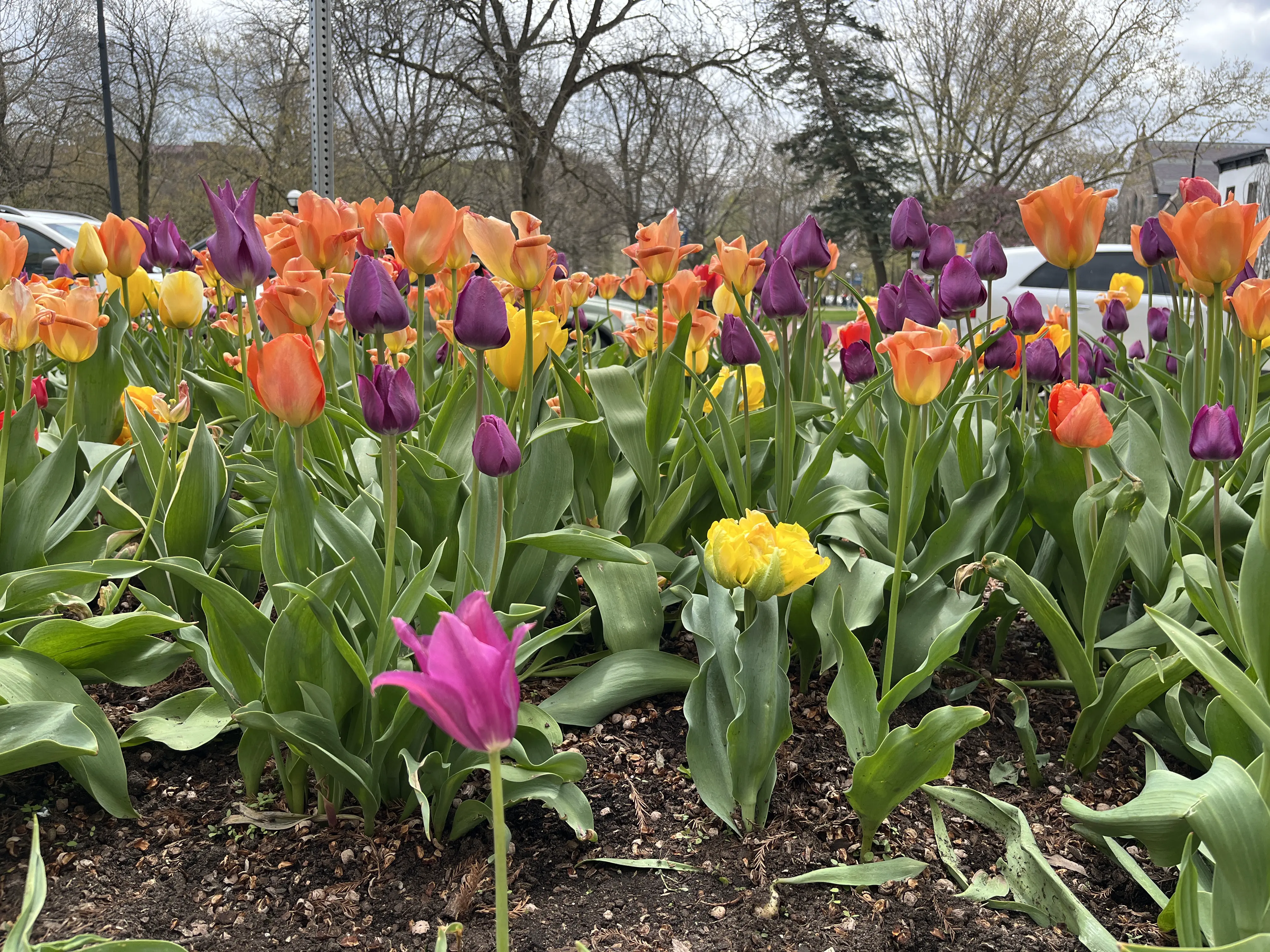 An image to describe post