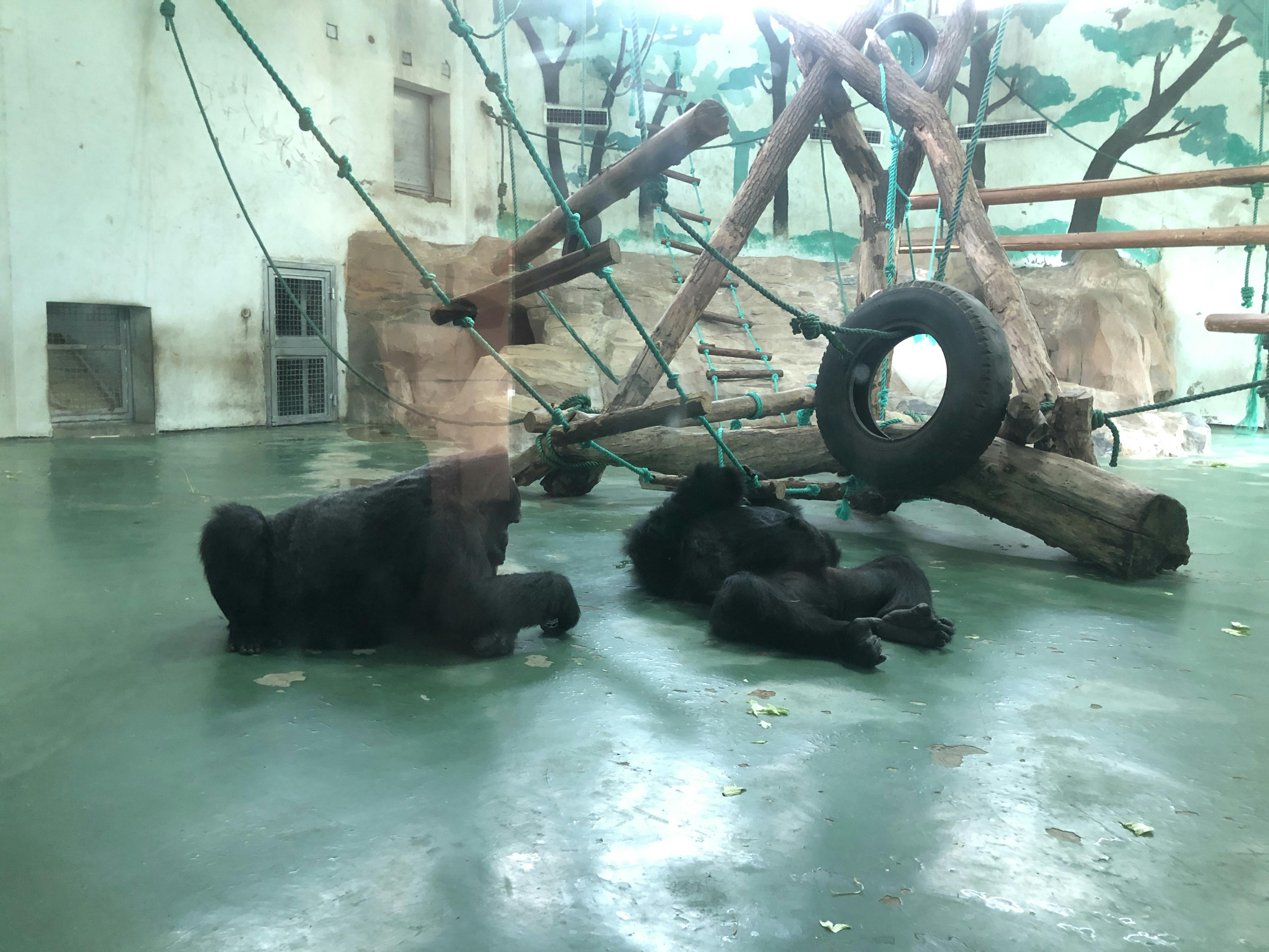 An image to describe post