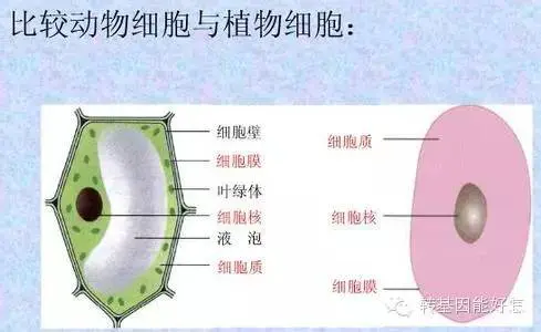 An image to describe post 基因工程会将人类引向灾难吗？