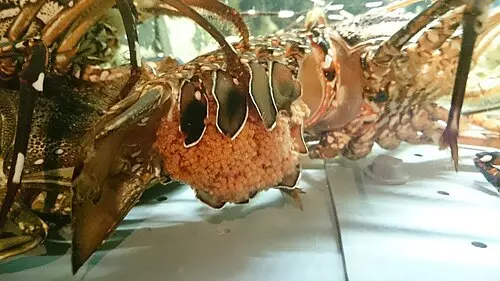 An image to describe post