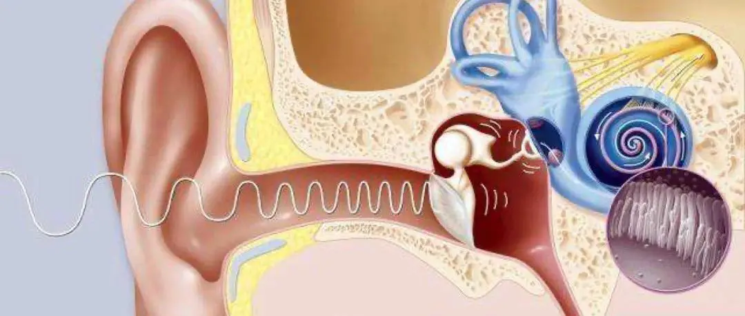 初创公司星奥拓维（Otovia Therapeutics）获种子轮融资
