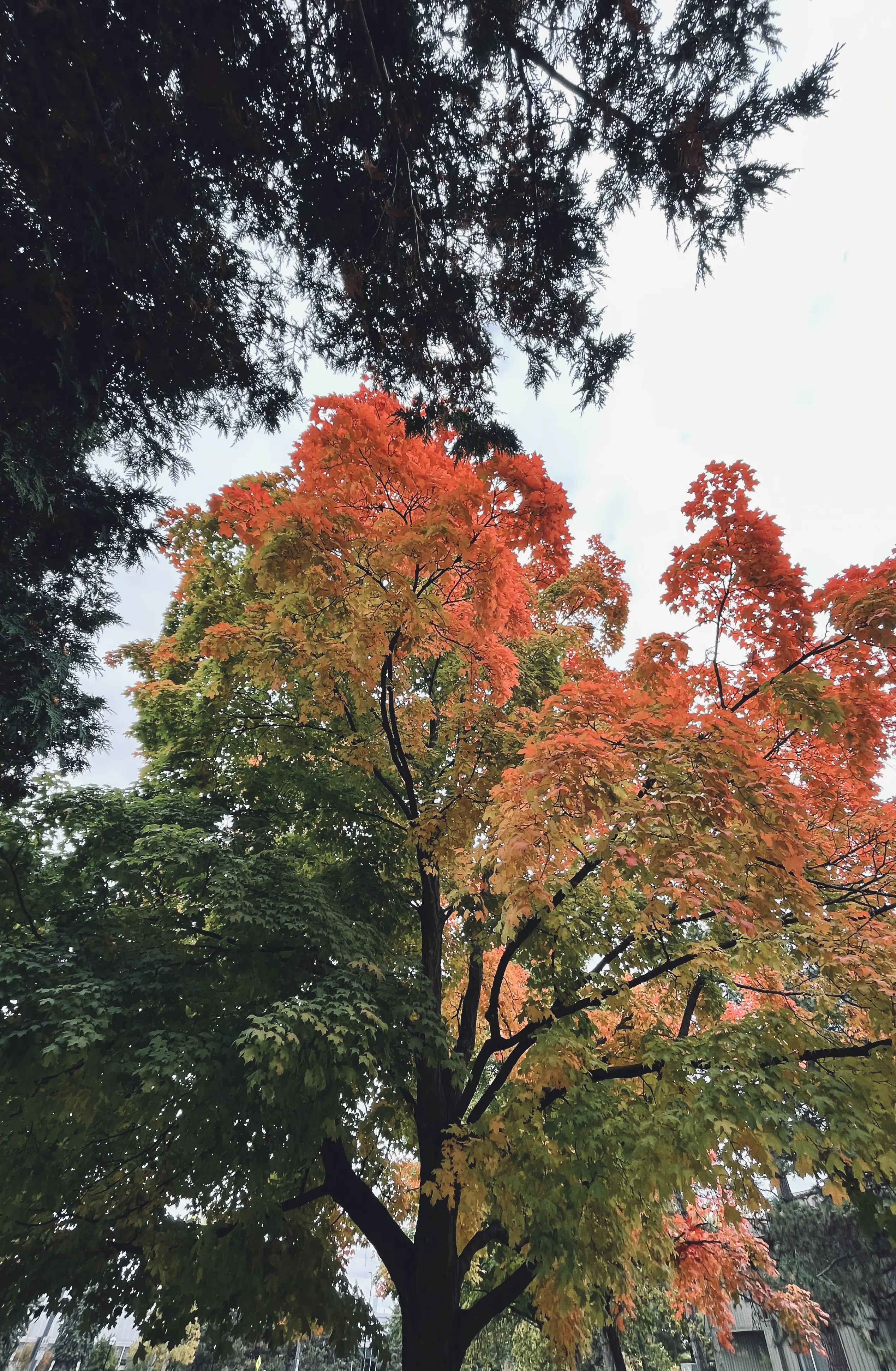 An image to describe post