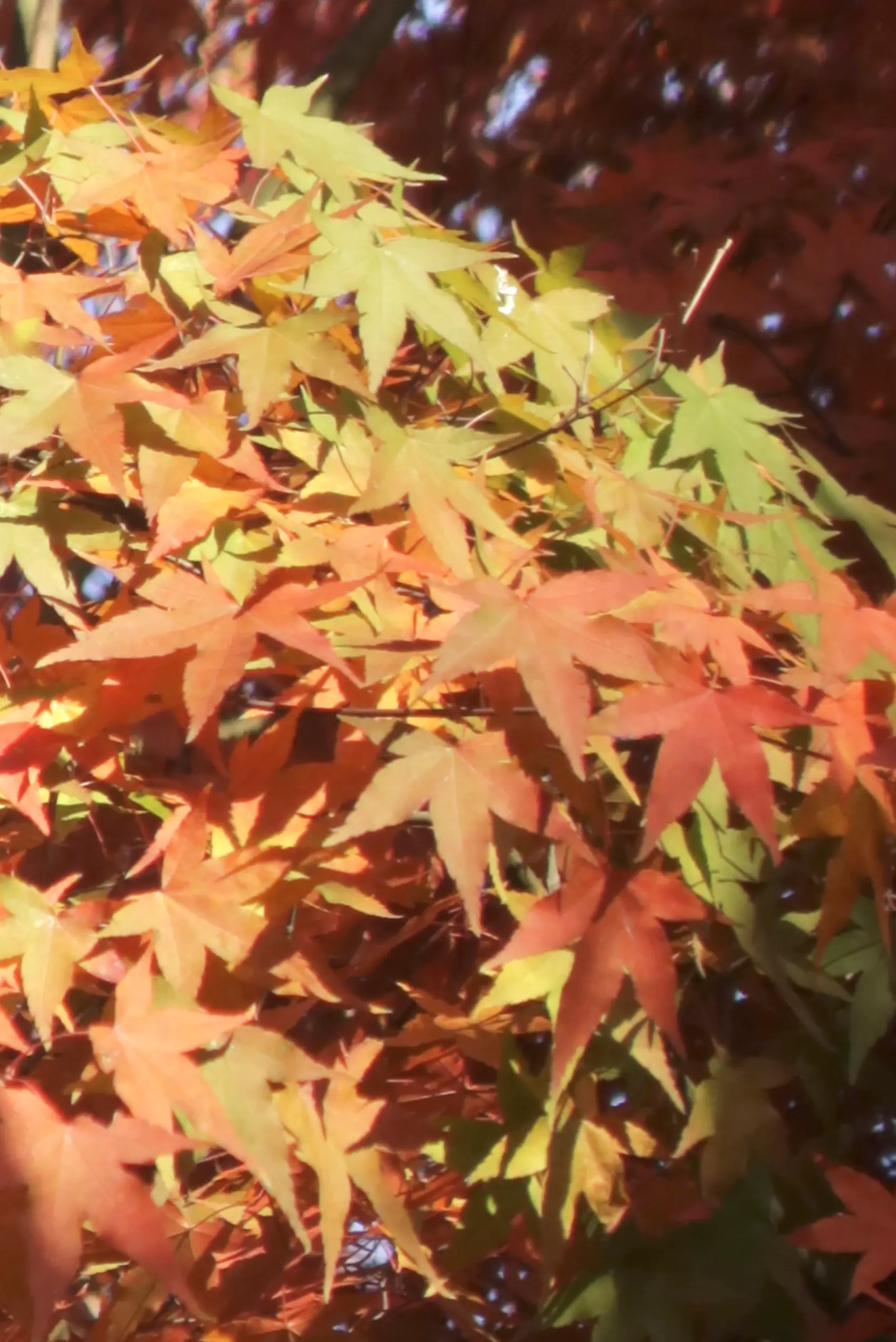 An image to describe post