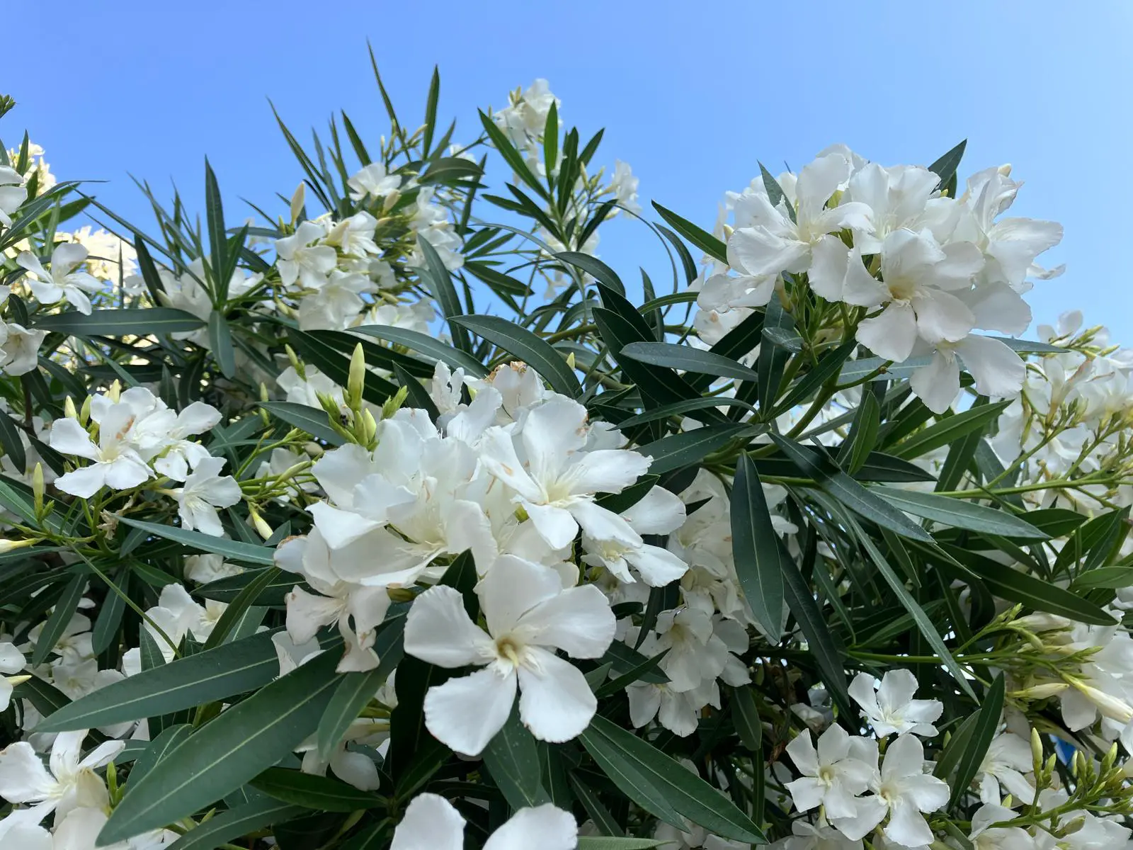 An image to describe post