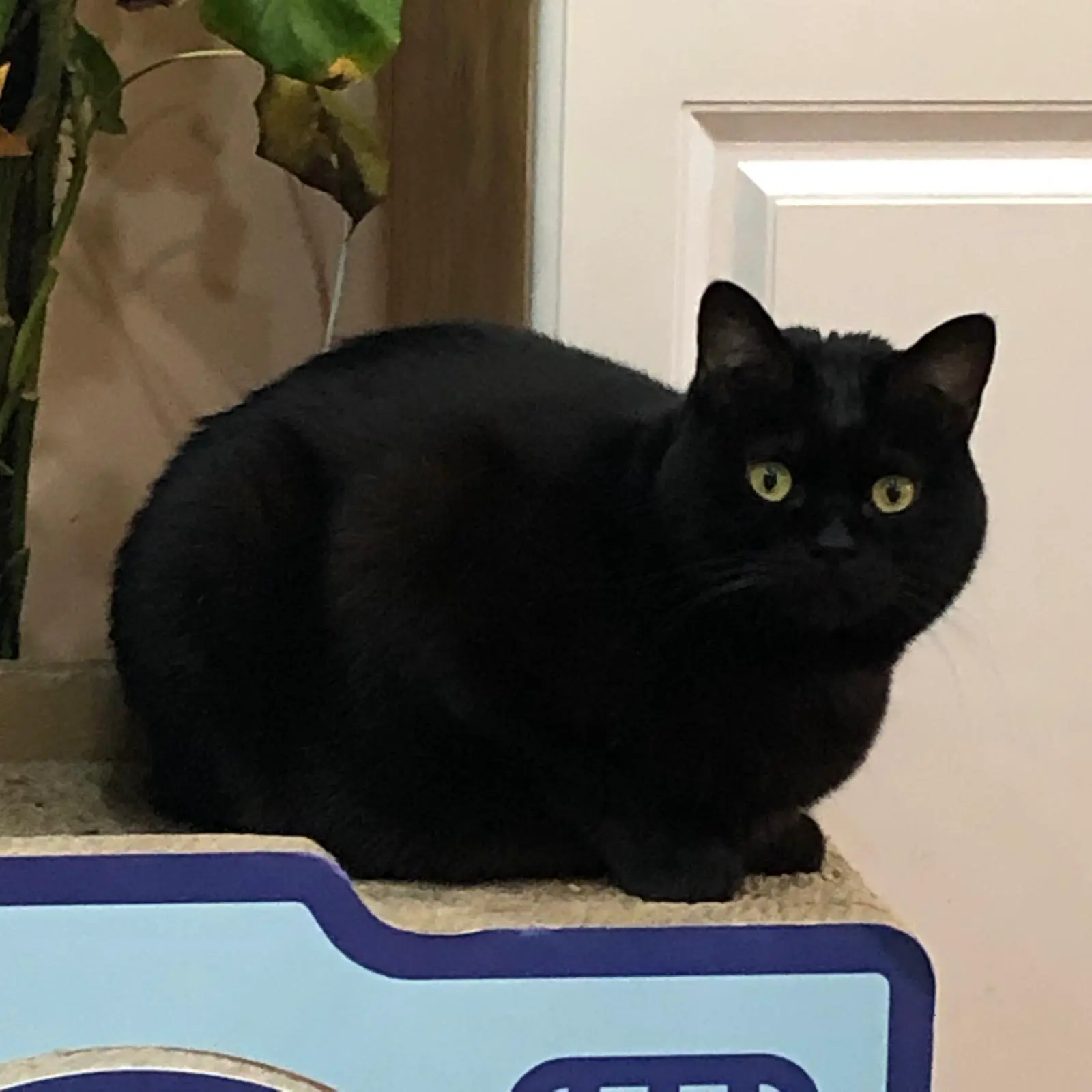 An image to describe post