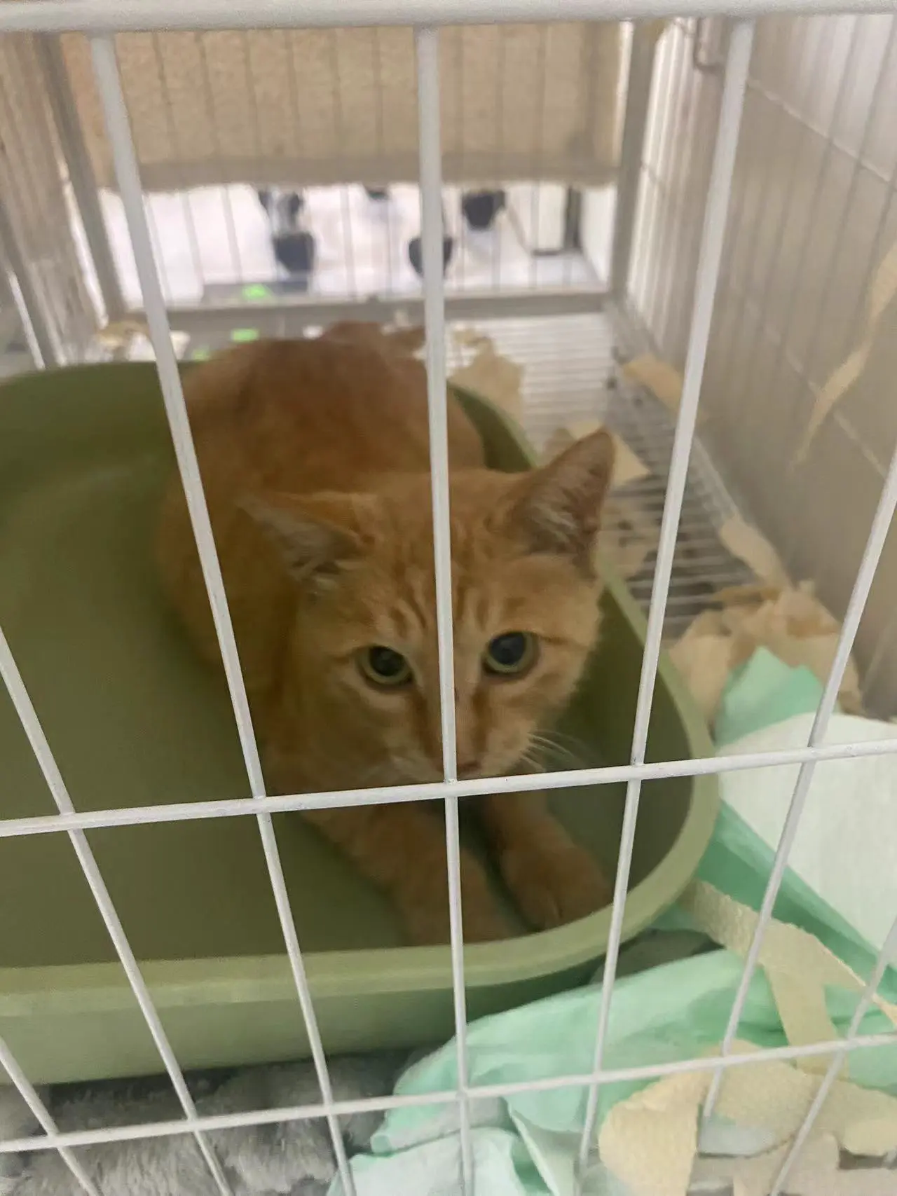 An image to describe post